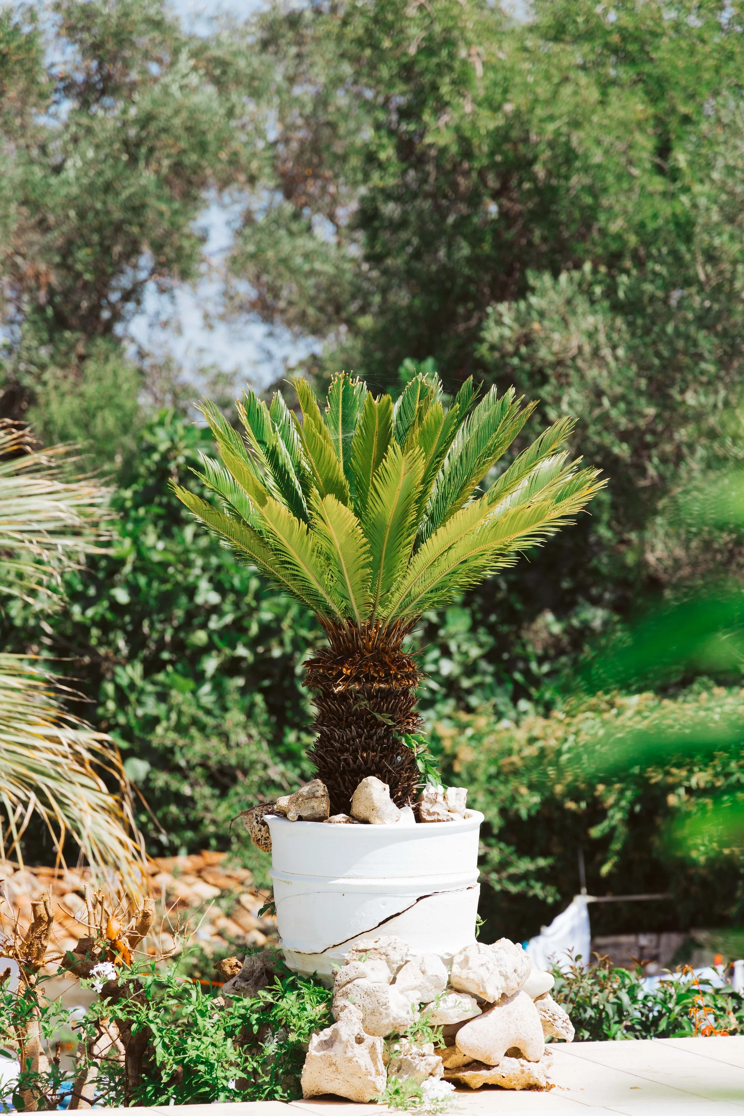 A potted palm plant sitting on rocks outdoors with green trees and bushes in background.