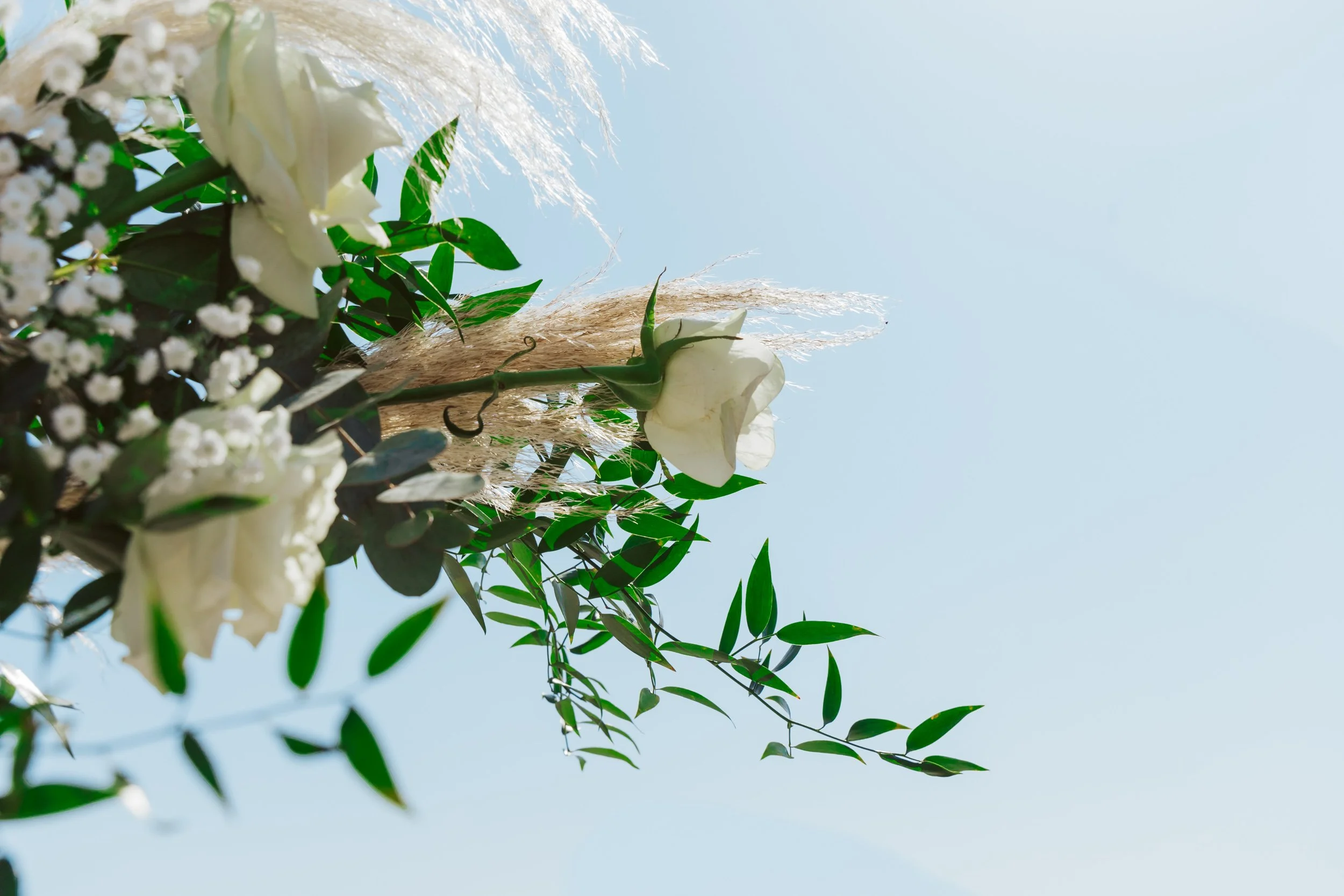 A close-up of white flowers and green leaves against a bright sky.