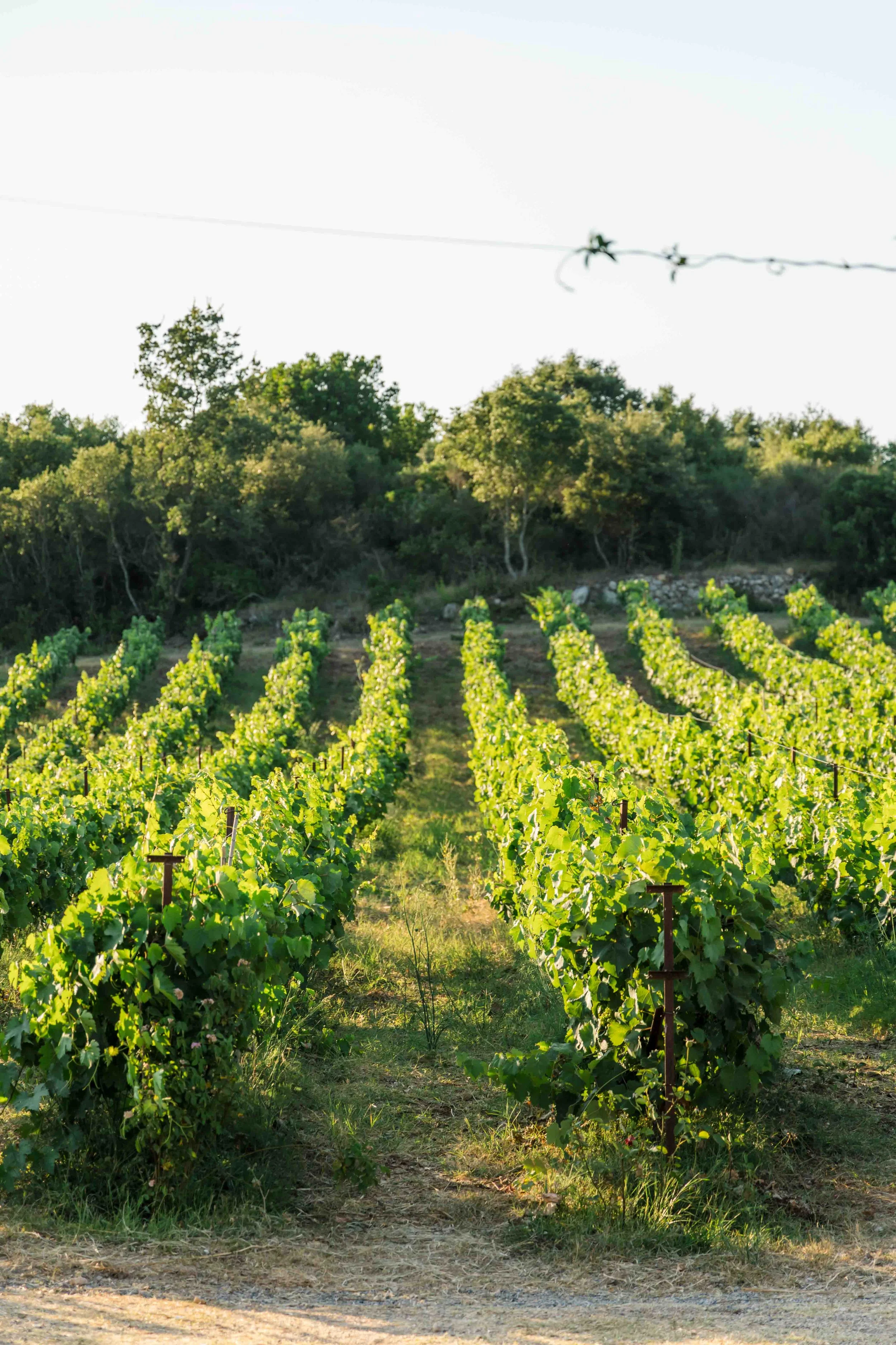 Vineyard rows with lush green grapevines, surrounded by trees, under a clear sky.