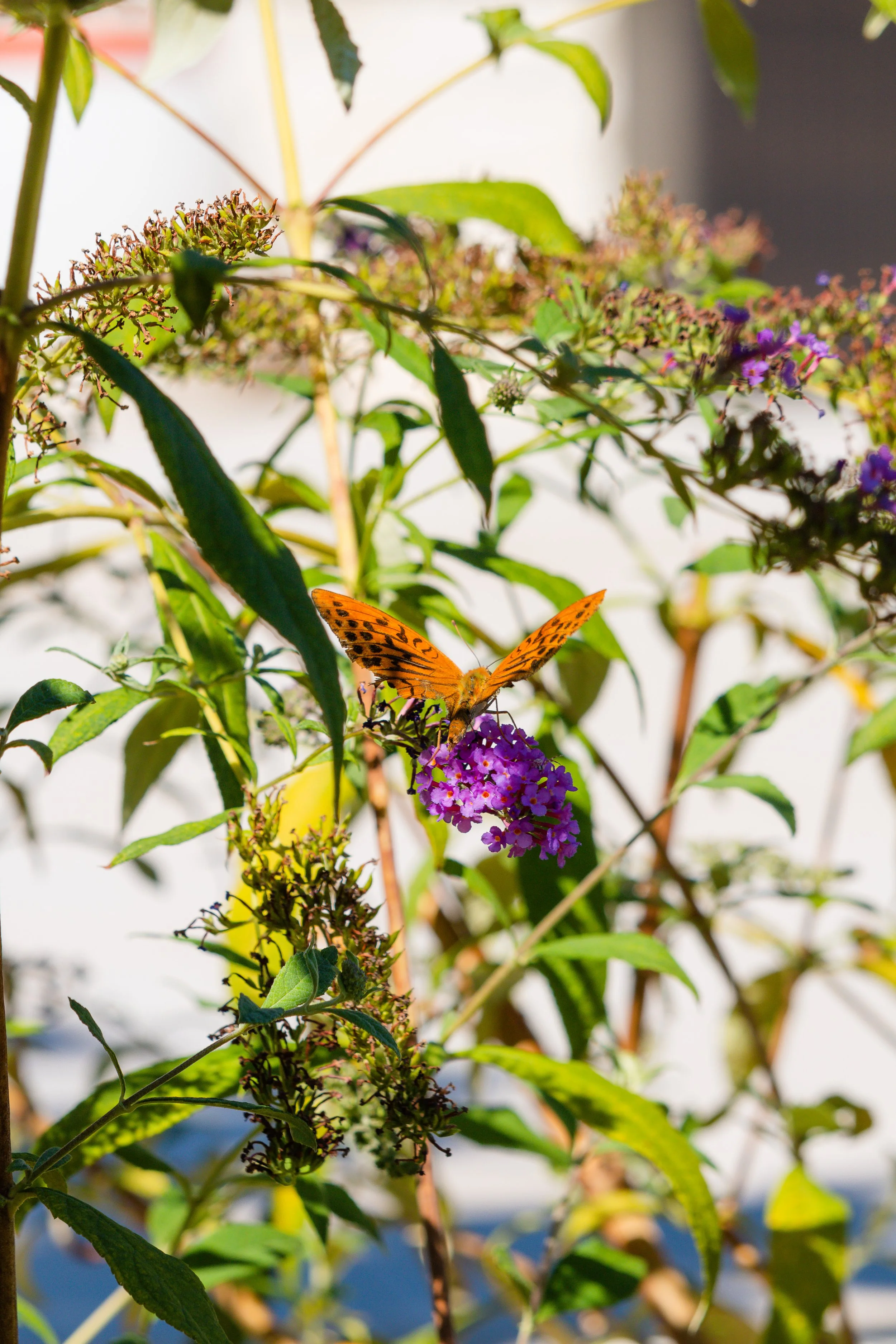 A butterfly with orange and black wings perched on purple flowers amidst green foliage.