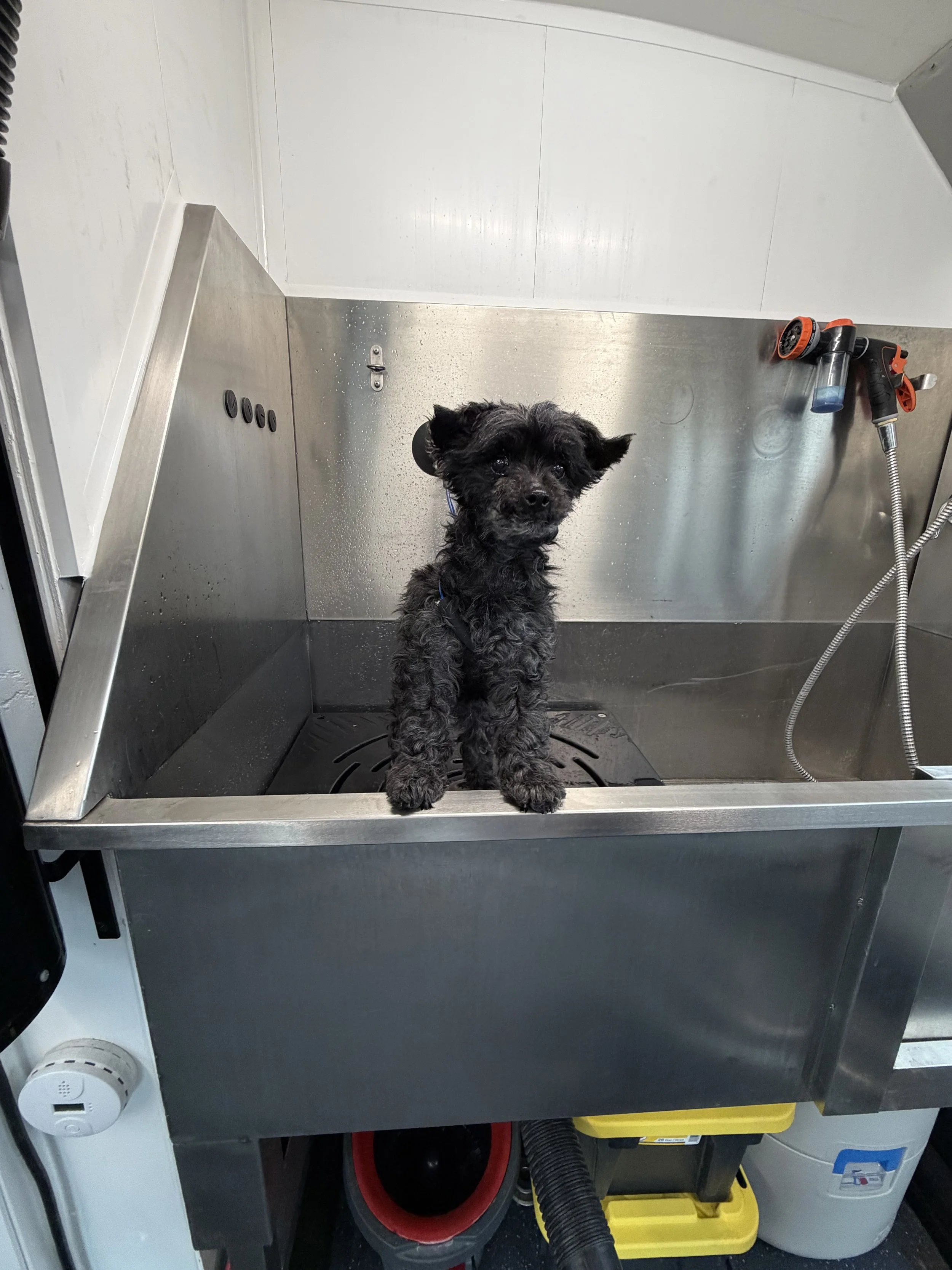Small black dog with curly fur sitting in a stainless steel washing station with grooming tools nearby.