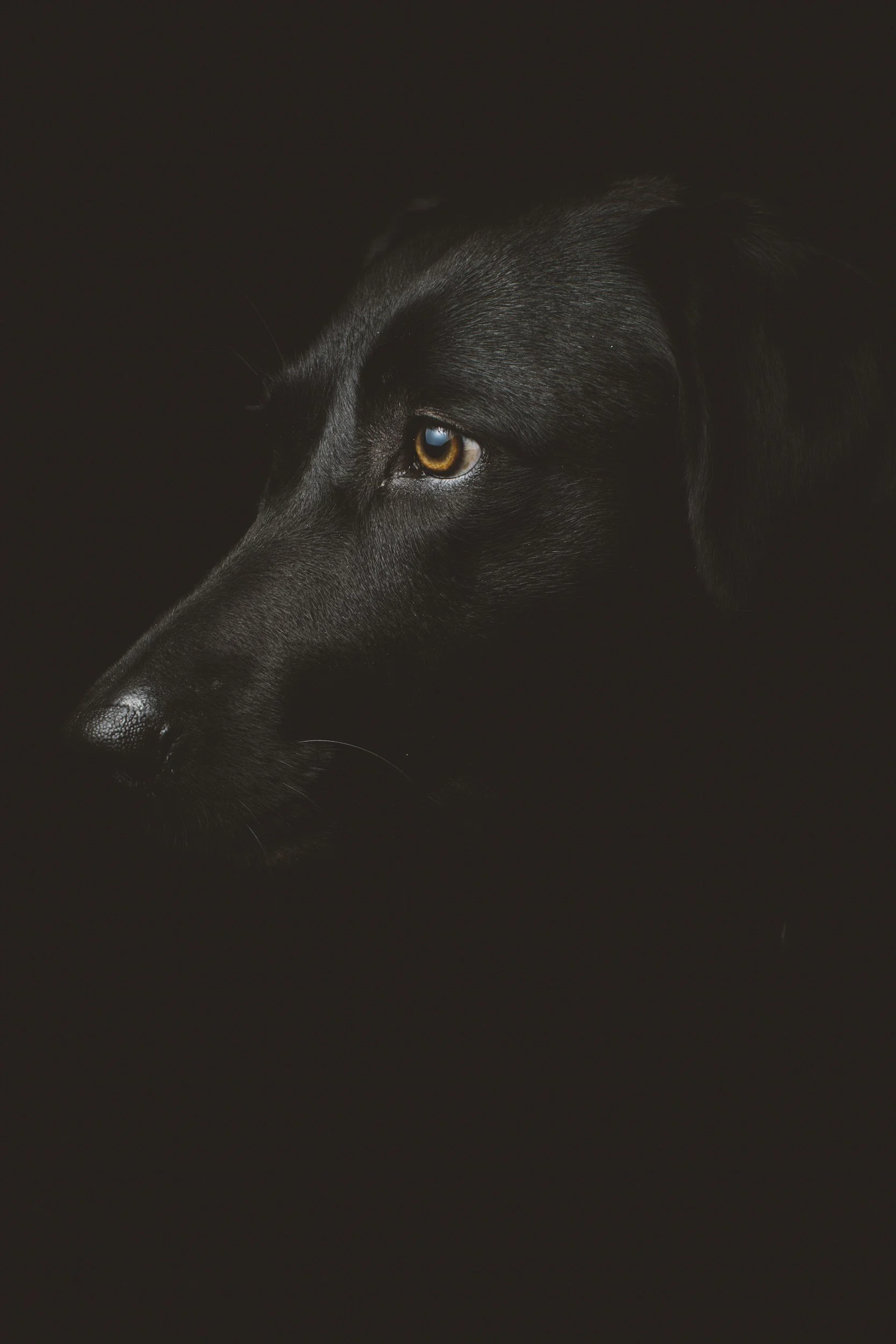 Profile of a black dog with striking yellow eyes against a black background.