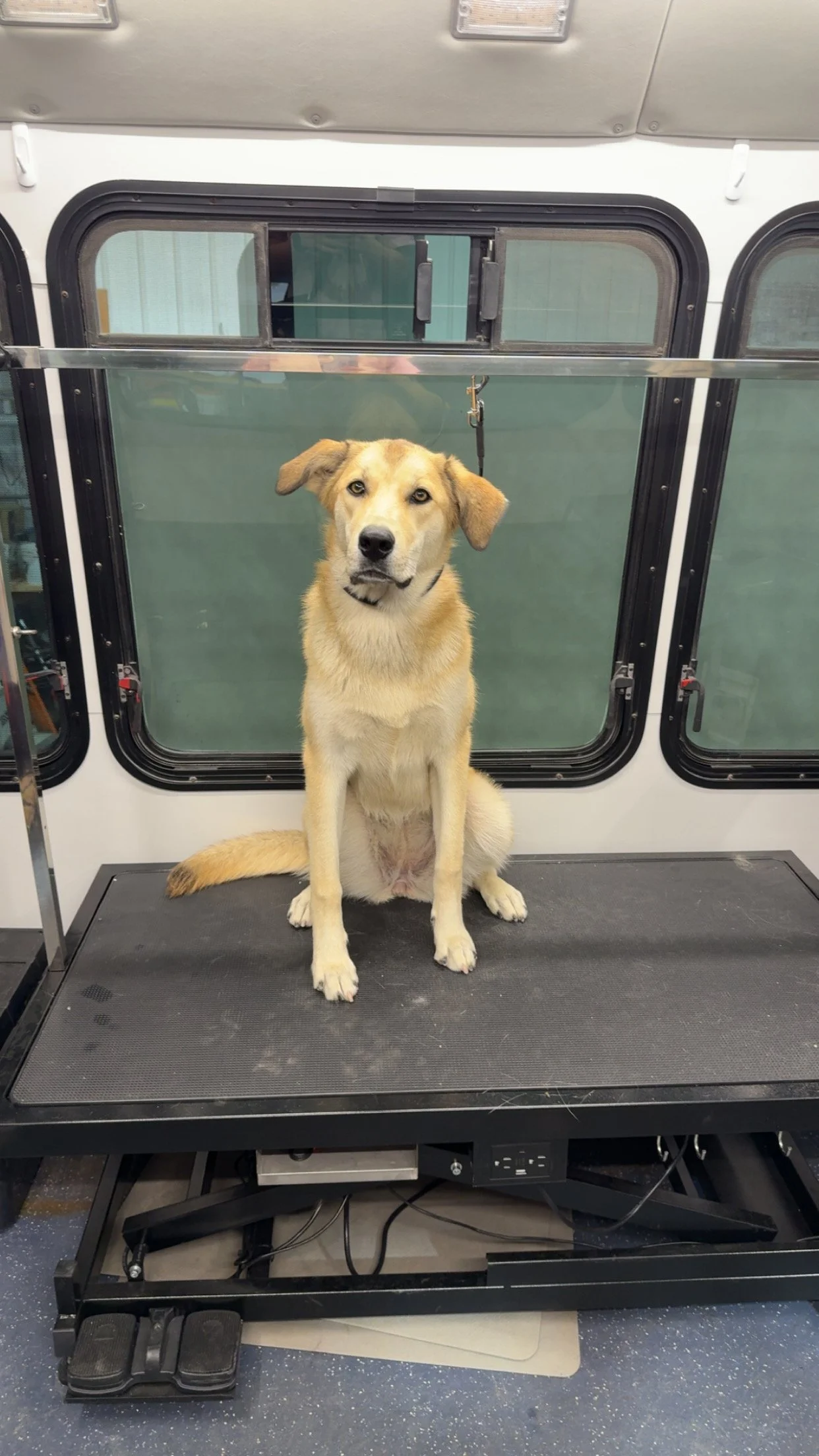 Dog sitting on a grooming table inside a grooming van.