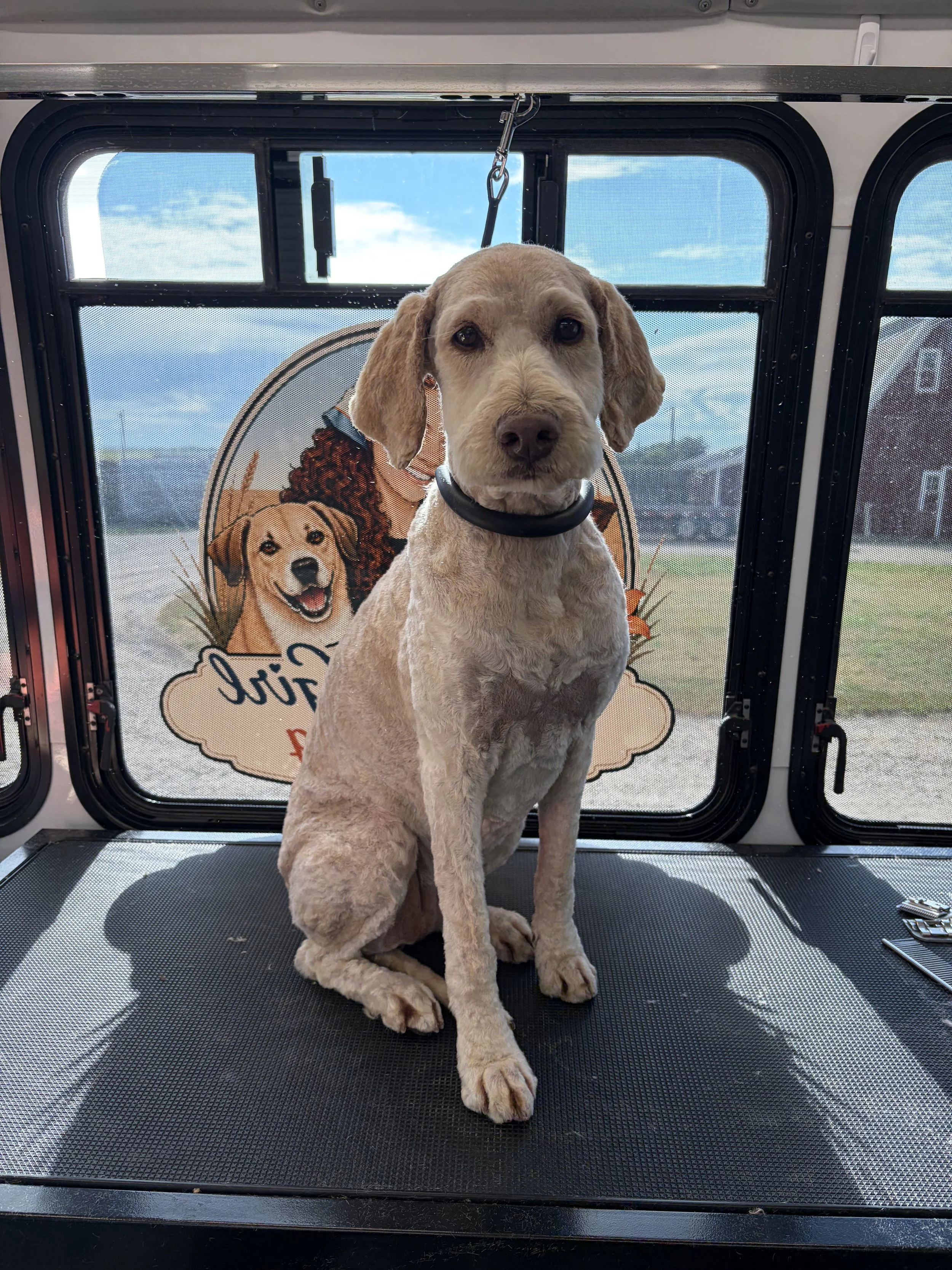 A light-colored dog sitting on a black mat inside a vehicle, with a window behind it showing a blue sky and buildings, and a sign with a picture of a dog and some text in the background.