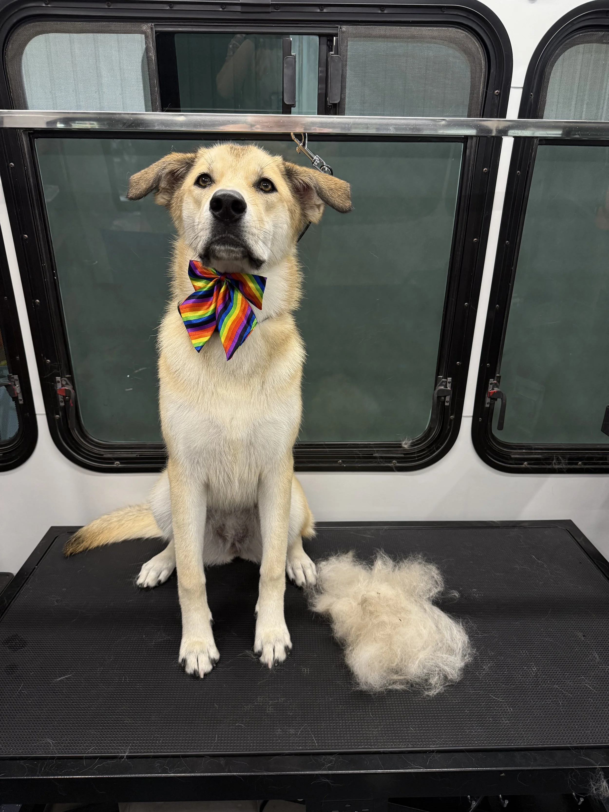 A dog with a rainbow striped bowtie sitting on a grooming table in front of a window, with a fluffy pile of white fur on the floor nearby from de-shedding