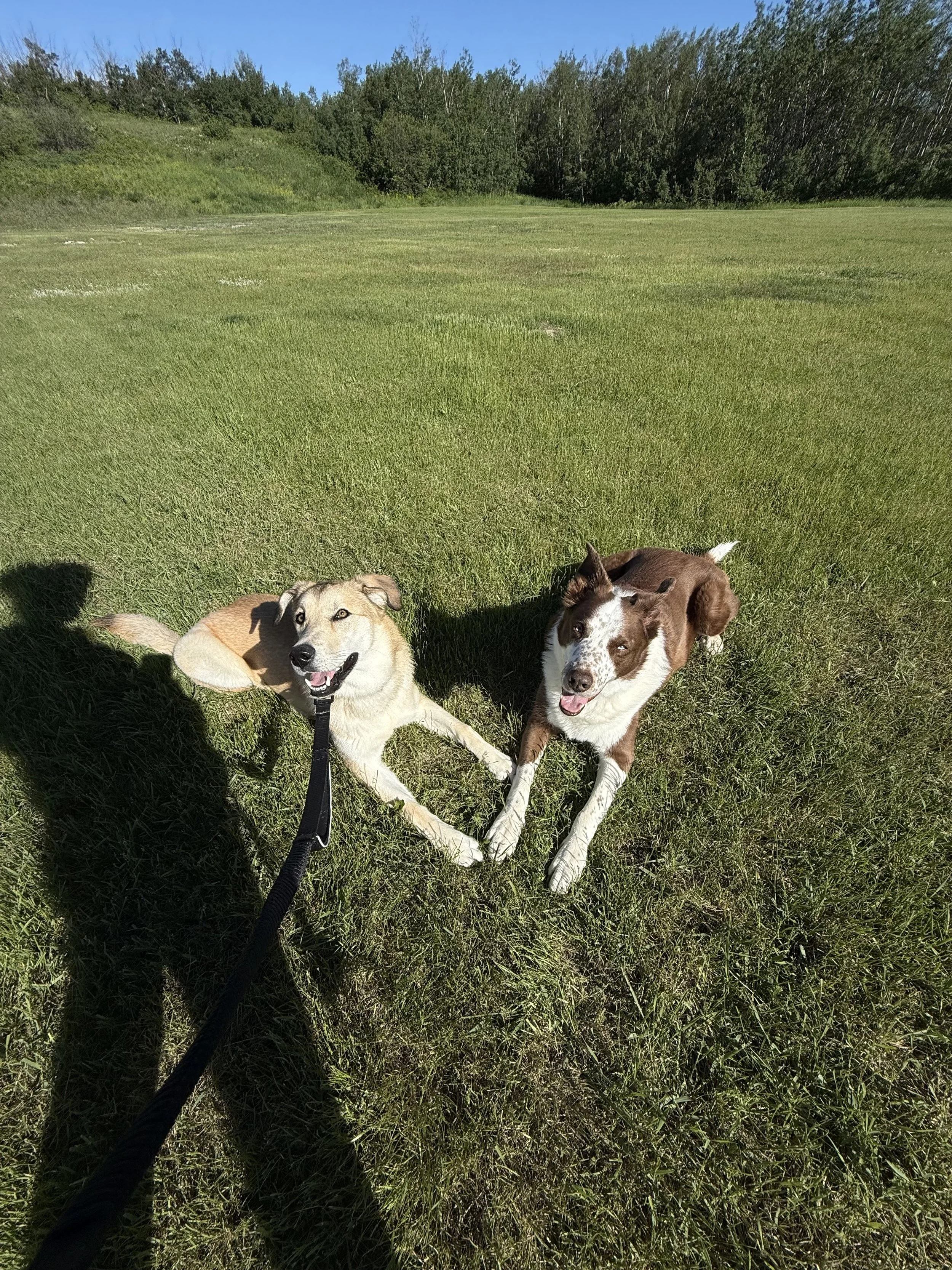 Two dogs lying on grass in a field with trees in the background on a sunny day.