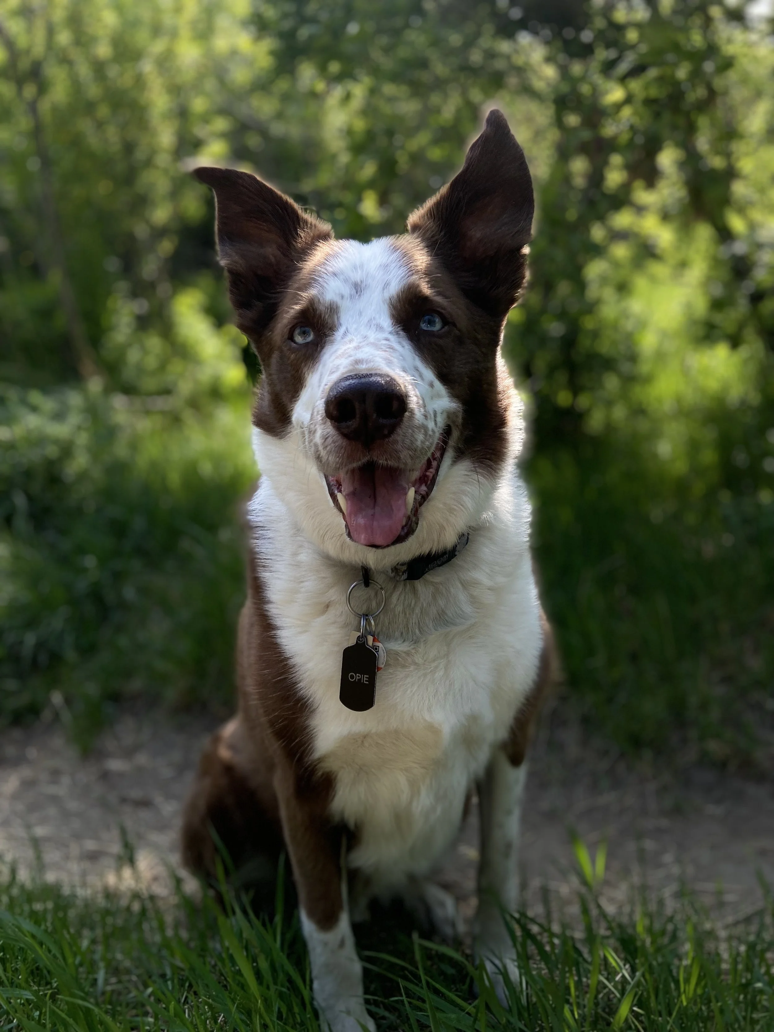 A happy dog with blue eyes and brown and white fur, standing outdoors on grass with a forest background.
