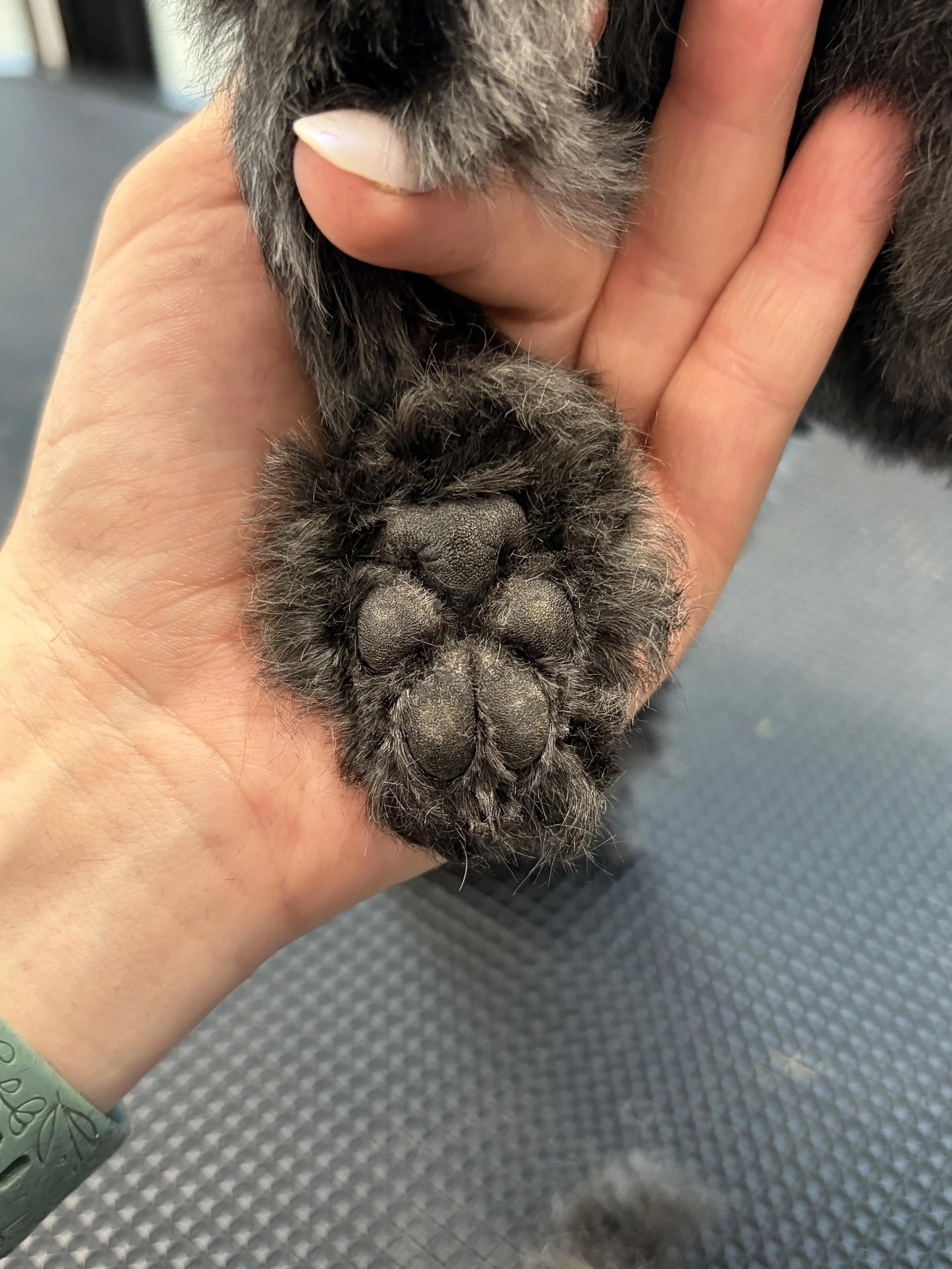 Close-up of a person's hand holding a dog's paw, showing the dog's large, black, textured paw pads and part of its fur. The hand has a pale skin tone and wears a green wristband with a pattern.
