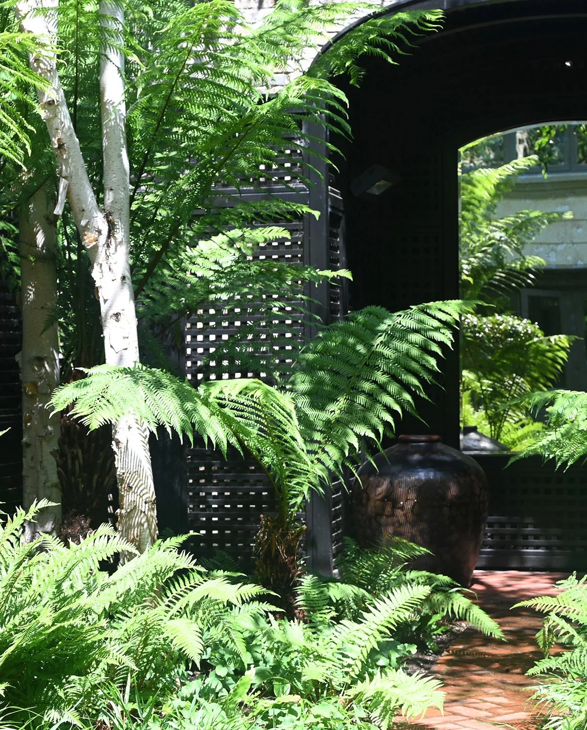 lush-shade-garden-with-tree-ferns.jpg