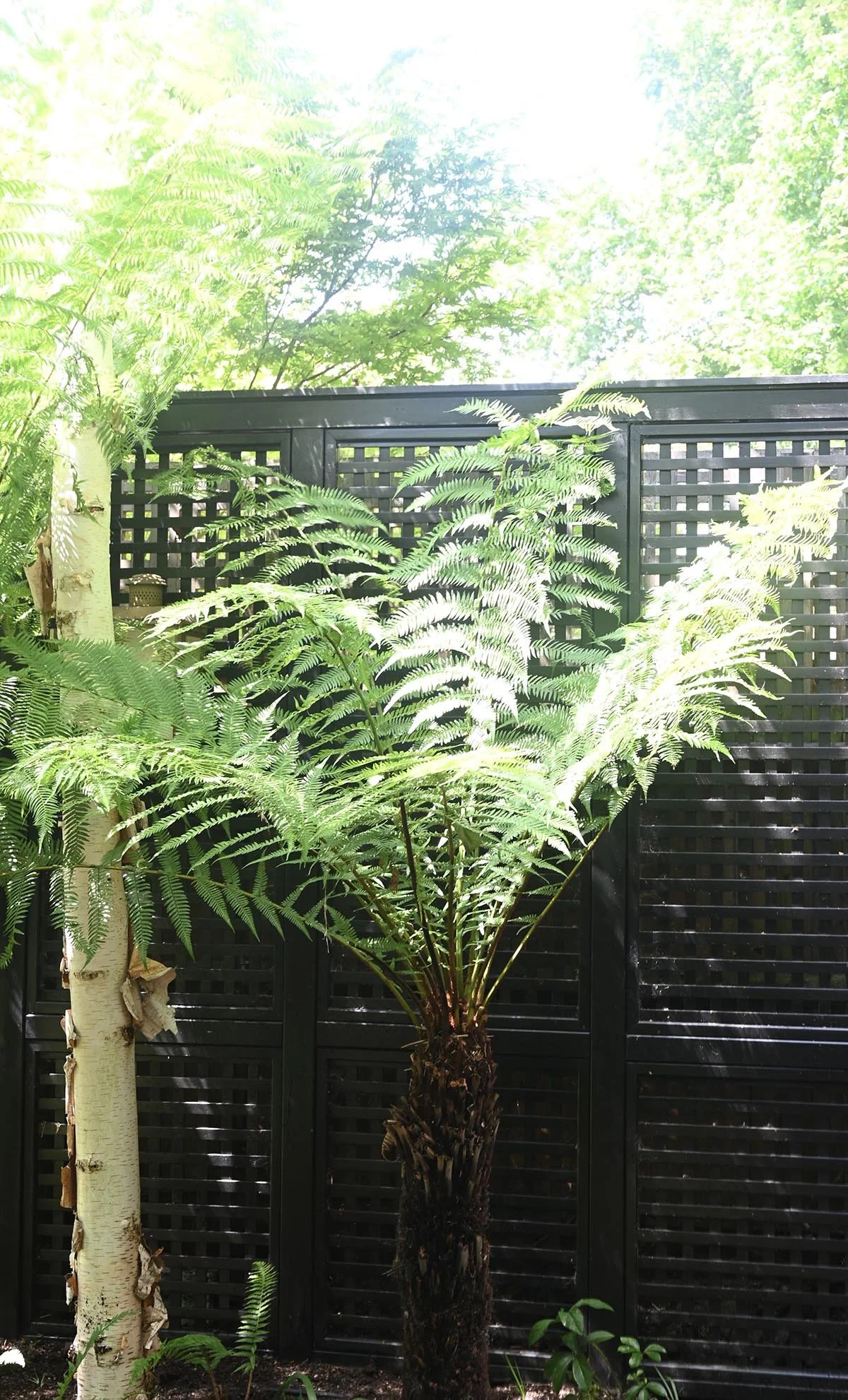 architectural-tree-ferns-contemporary-garden.jpg.jpg