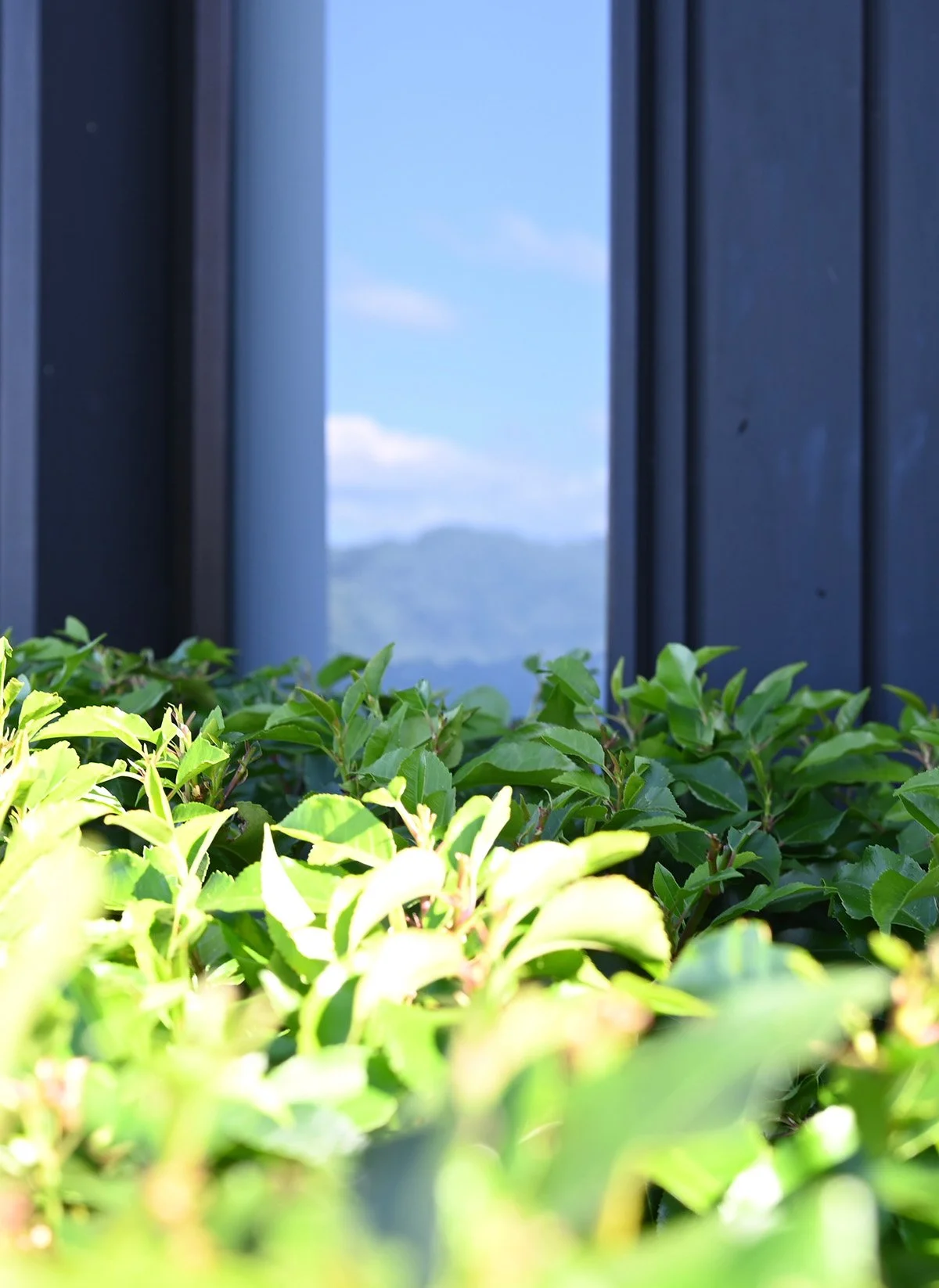 black-timber-house-planting-detail.jpg