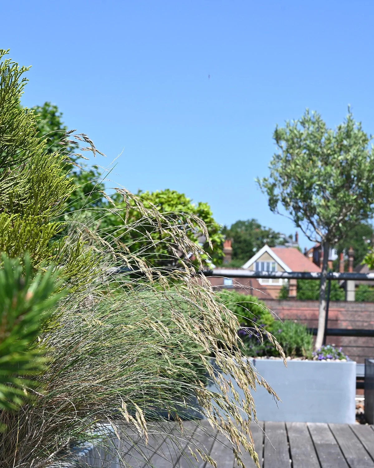 rooftop-planting-detail-ornamental-grasses.jpg