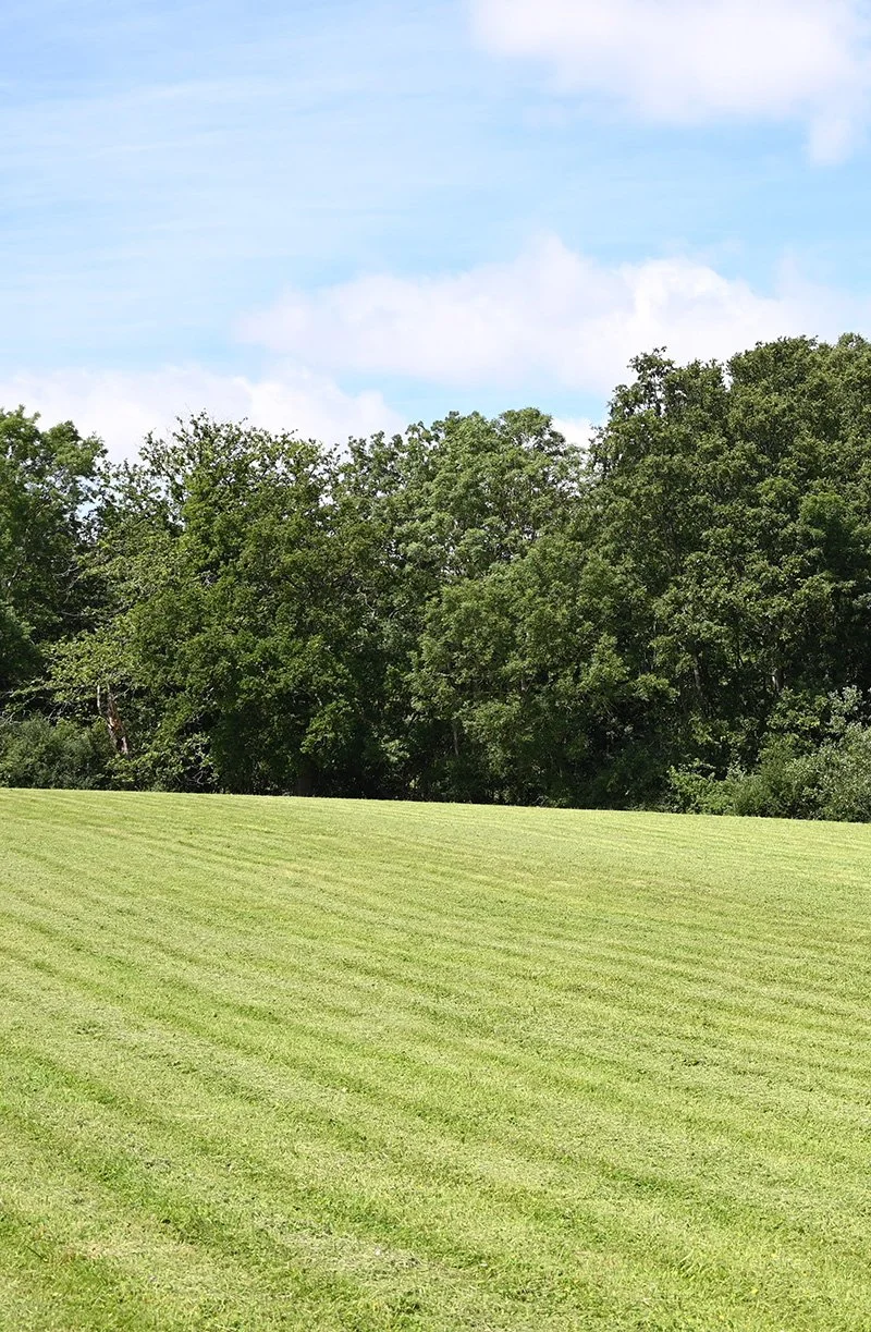 estate-lawn-and-mature-woodland.jpg