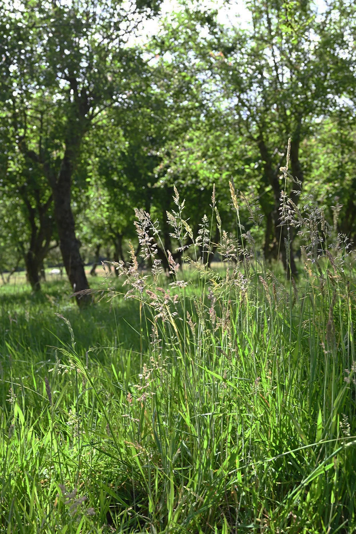 country-estate-meadow-grassland-hertfordshire.jpg