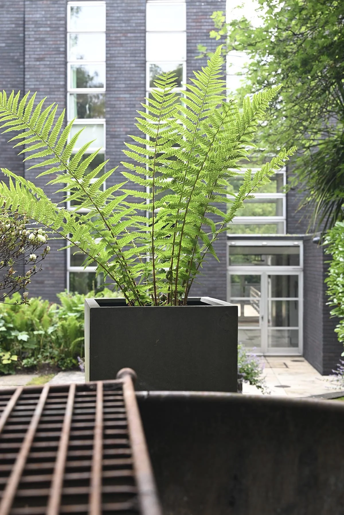 Architectural planter with lush fern planting in a contemporary private garden.