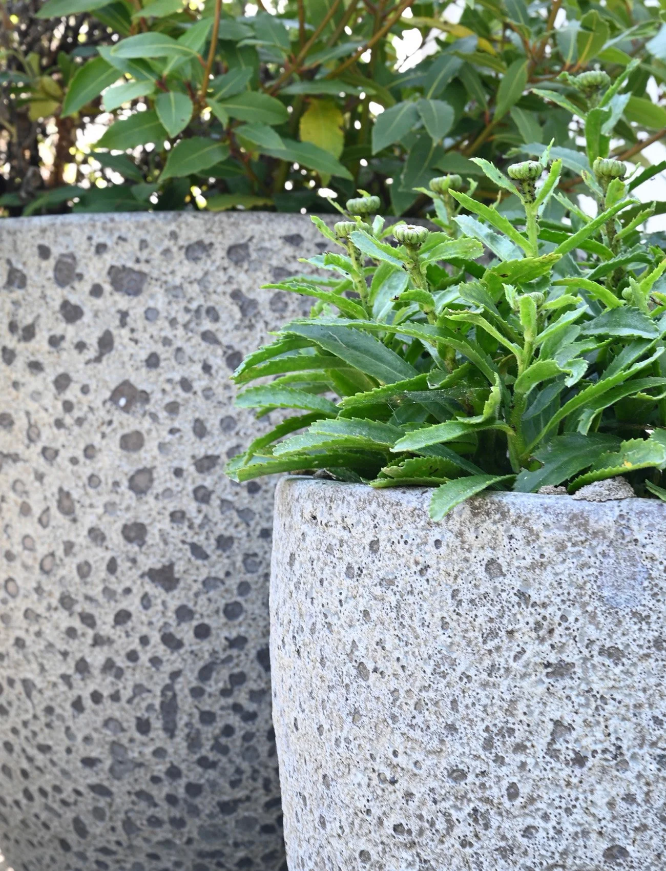 Stone planter with lush foliage adding architectural planting to a contemporary garden.