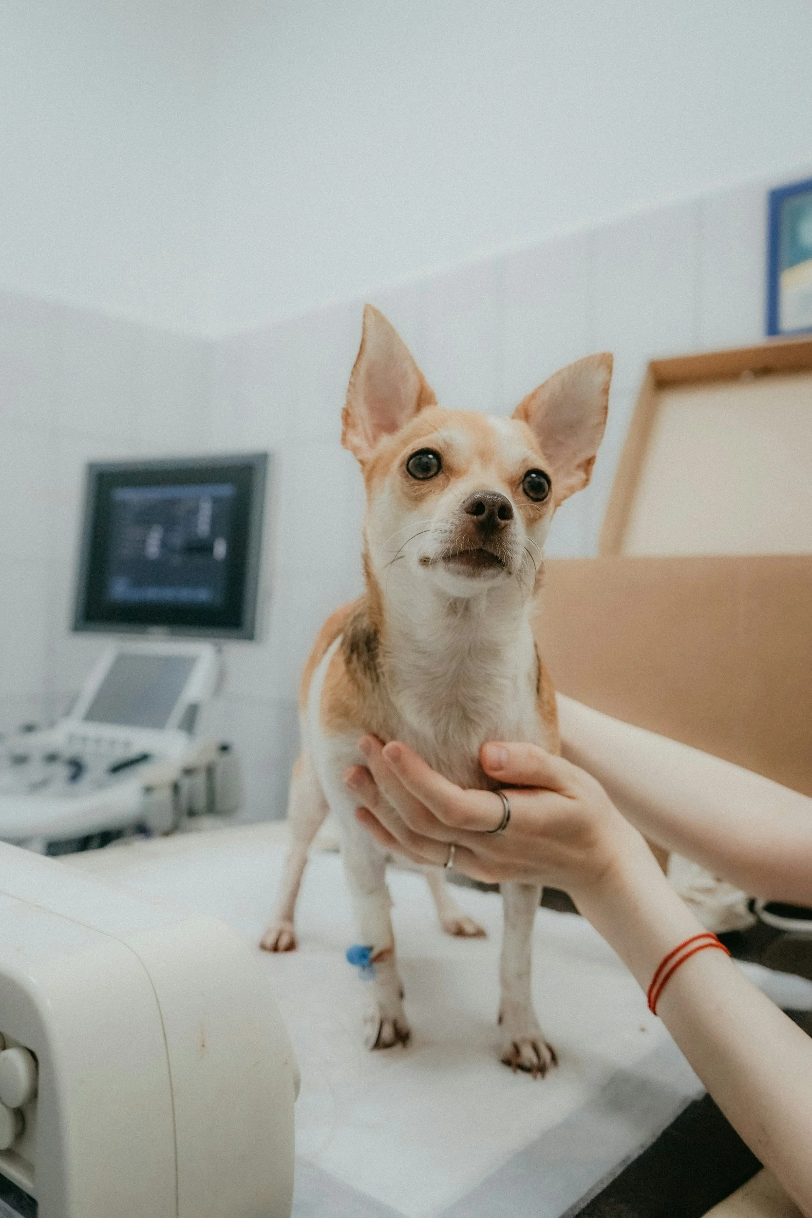 A small dog with large ears being held on a veterinary examination table in a clinic room.