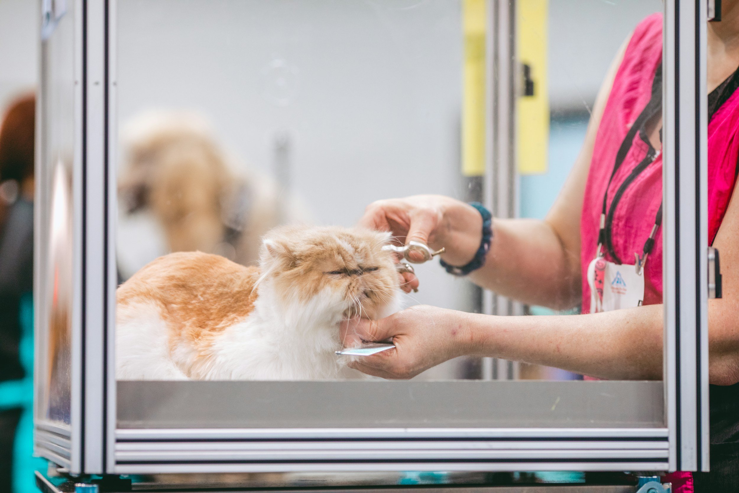 A veterinarian grooming a fluffy orange and white cat inside a stainless steel cage at a veterinary clinic.