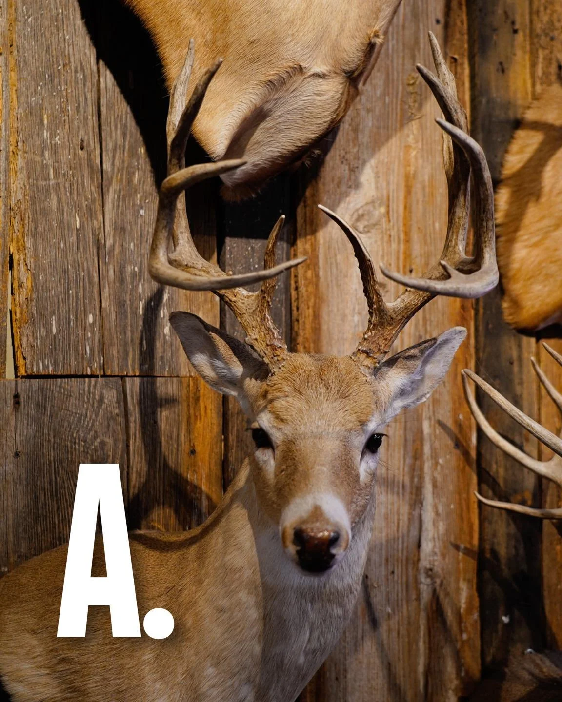 These 3 bucks step into the field at the same time&hellip; which one are you taking? 👀

Drop your pick in the comments. A, B or C? Let&rsquo;s hear what makes him your choice!

#BowHunterProShop #DeerSeason #BowHunting