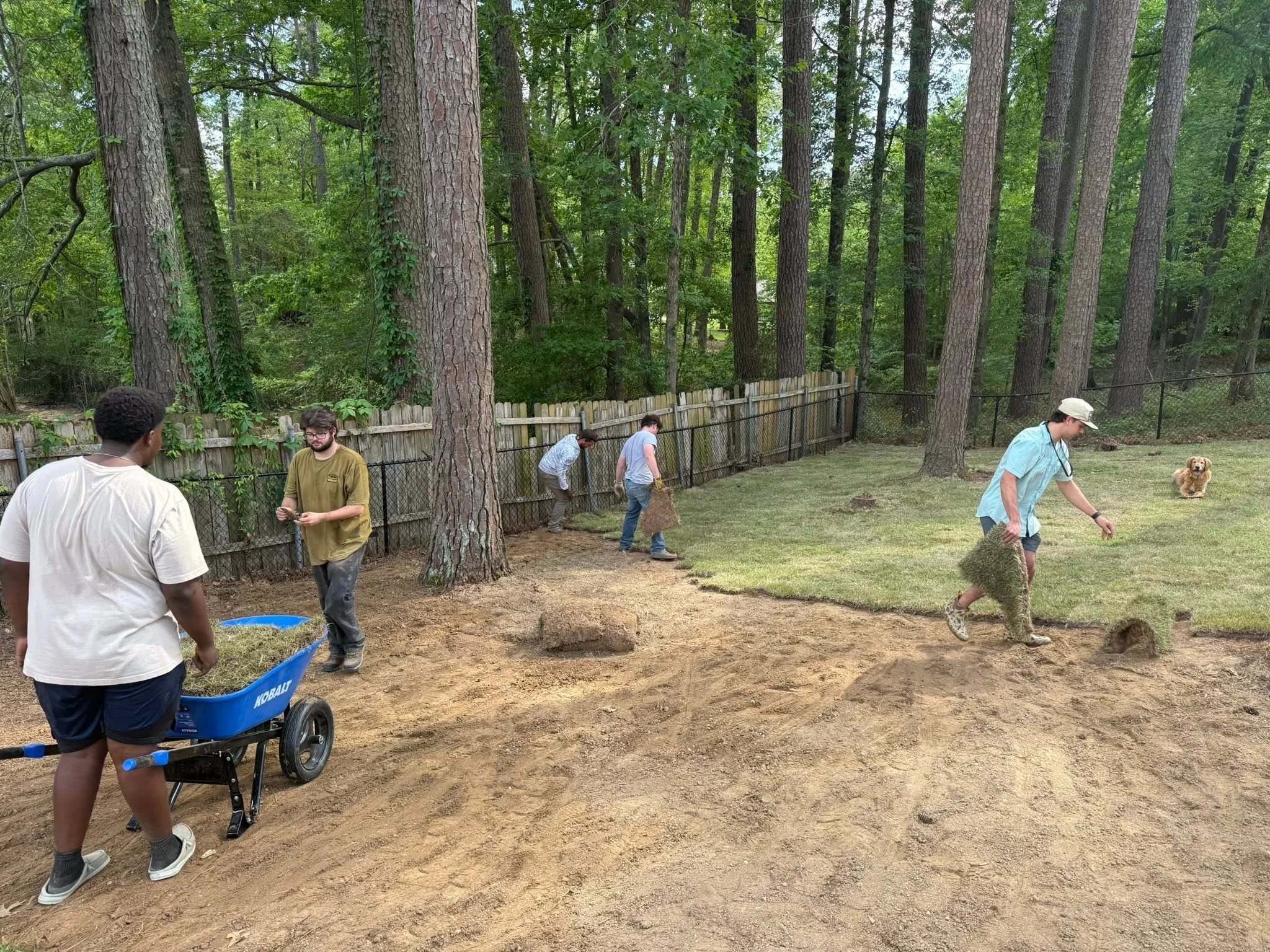 People working in a backyard with large trees, a wooden fence, and a dog, some planting grass, others with a wheelbarrow and a bag of soil or fertilizer.