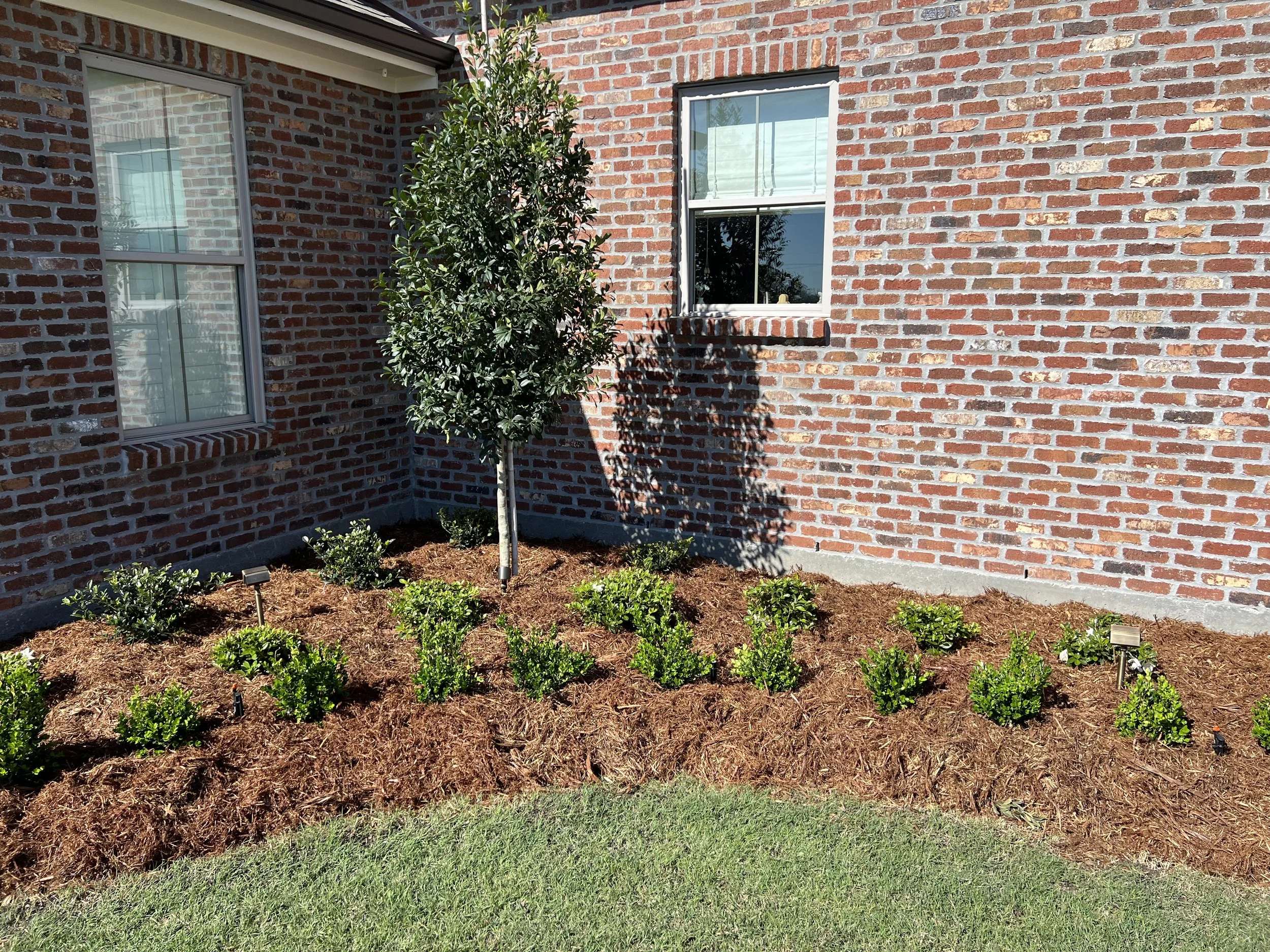 Front yard with newly planted bushes and a small tree in front of a red brick house with two windows, mulch on the ground, and low lighting fixtures.
