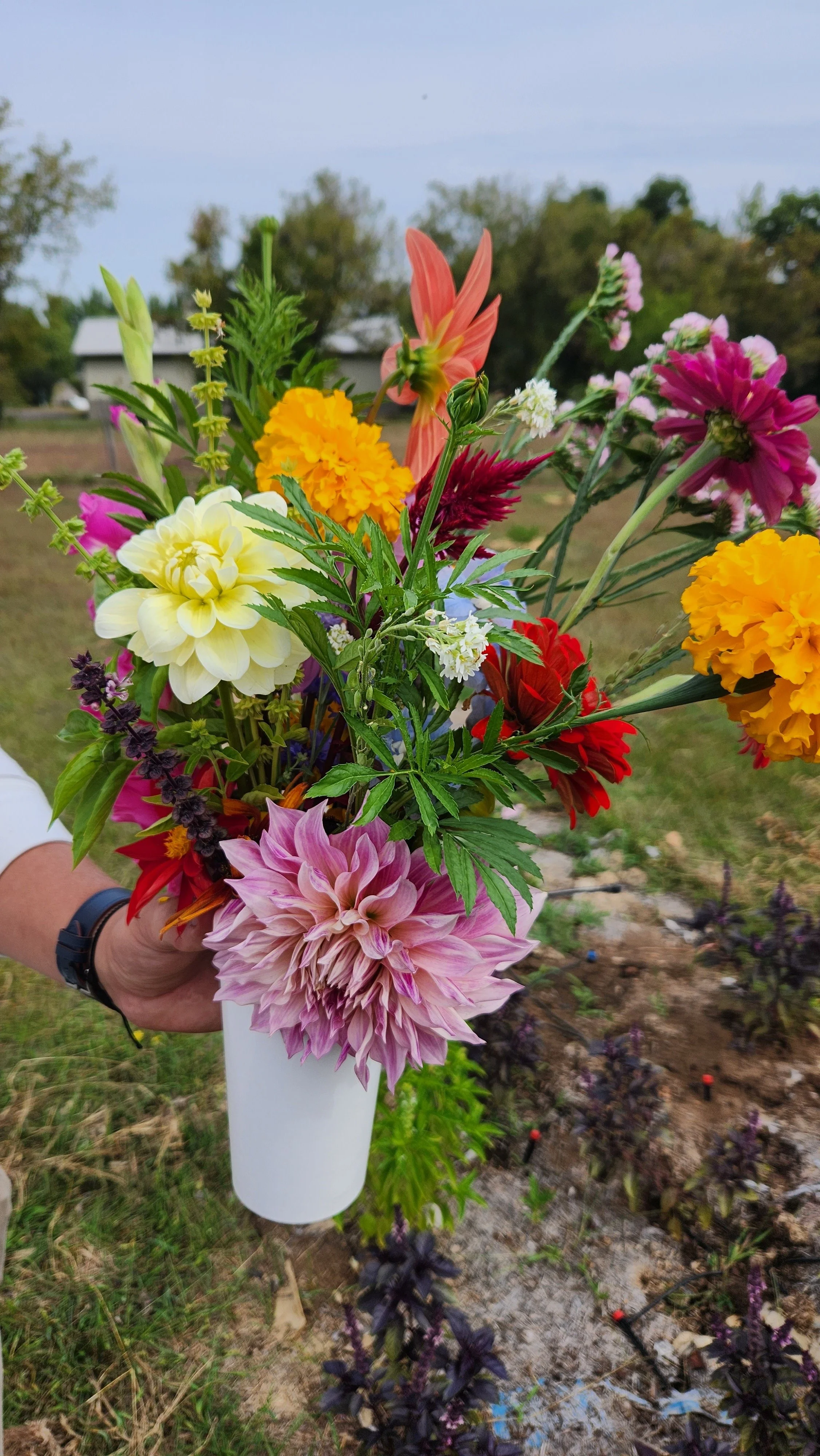 A person holding a white vase filled with colorful flowers outdoors, with a farm and trees in the background.  from a you-pick or u-pick flower farm in east central minnesota