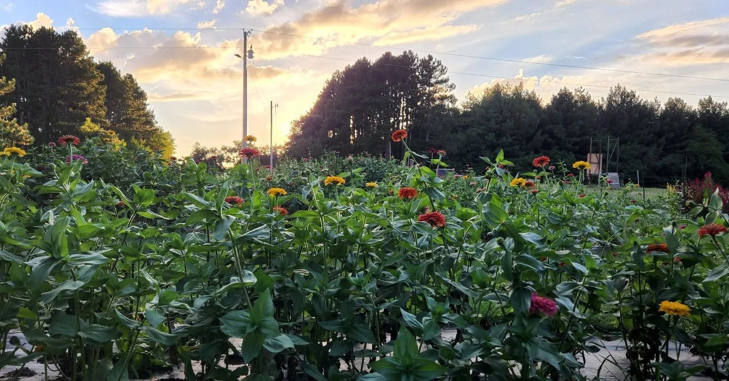 When Is the Best Time to Visit a You-Pick Flower Farm in Minnesota?