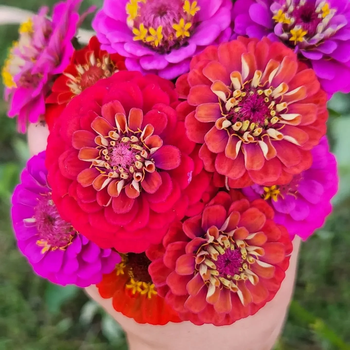 10 Popular U-Pick Flowers and What They Say About You