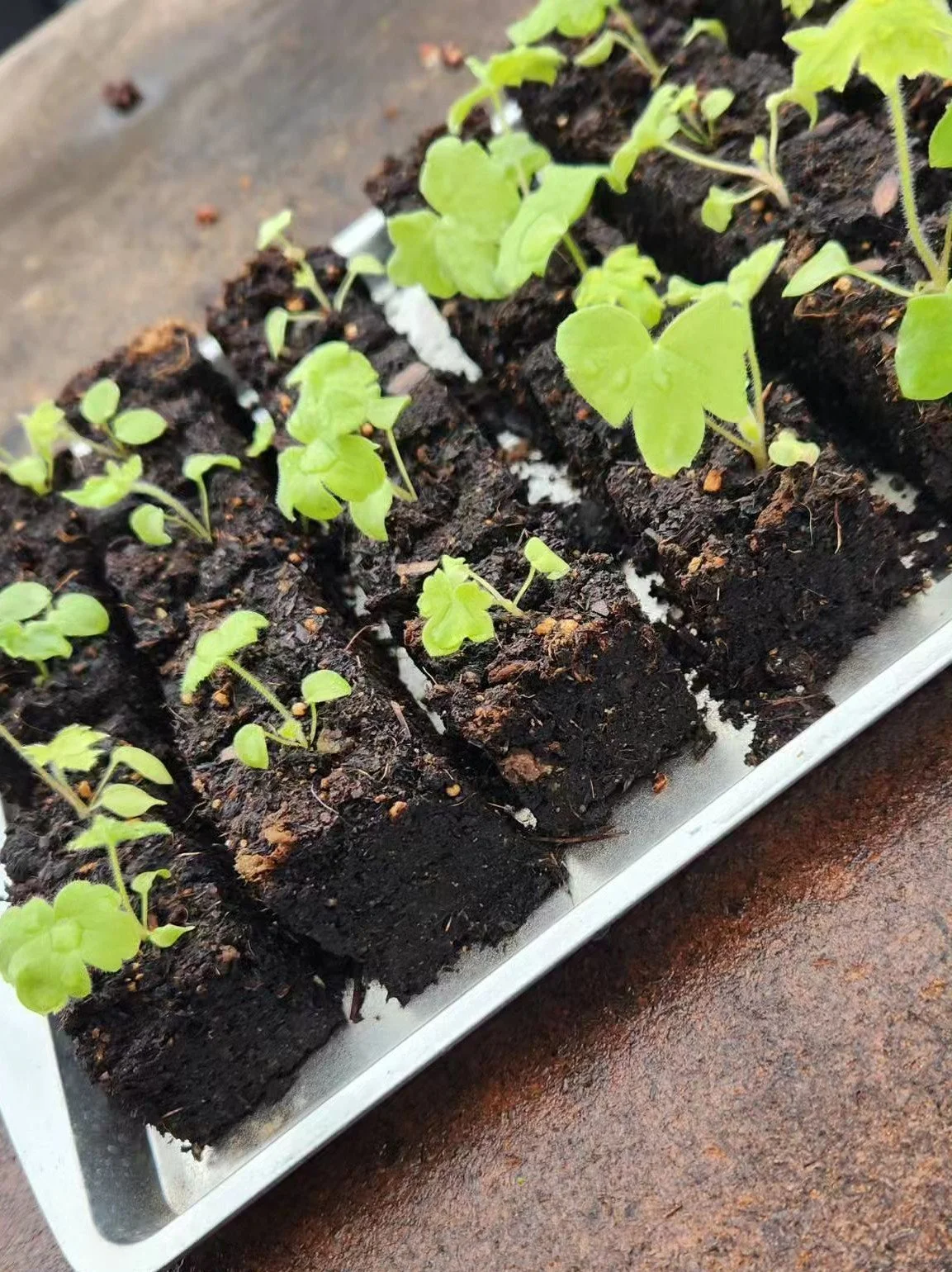 How We Grow: Our Eco-Friendly Flower Farming Practices