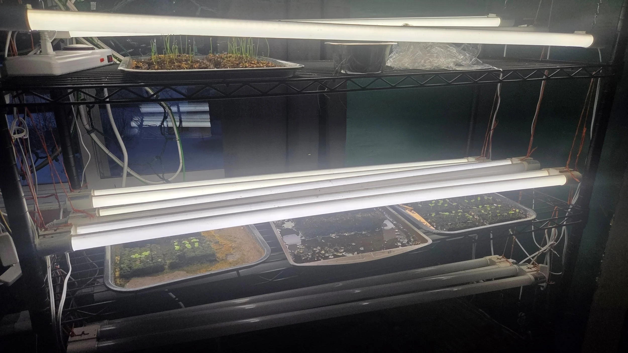 How to Build an Affordable Indoor Seed-Starting Setup