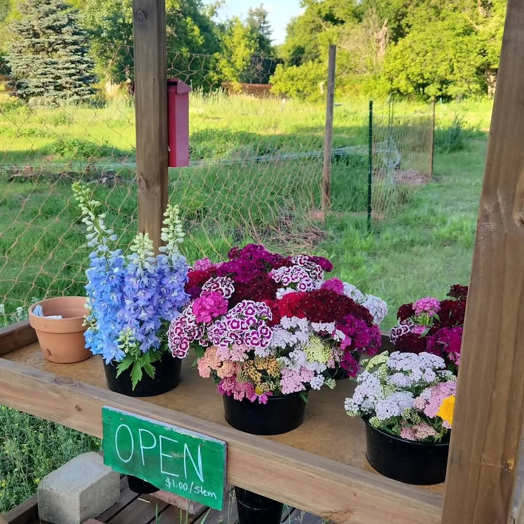 Fall-Sown Flowers for Early Spring Blooms: Growing Cold-Hardy Annuals and Perennials