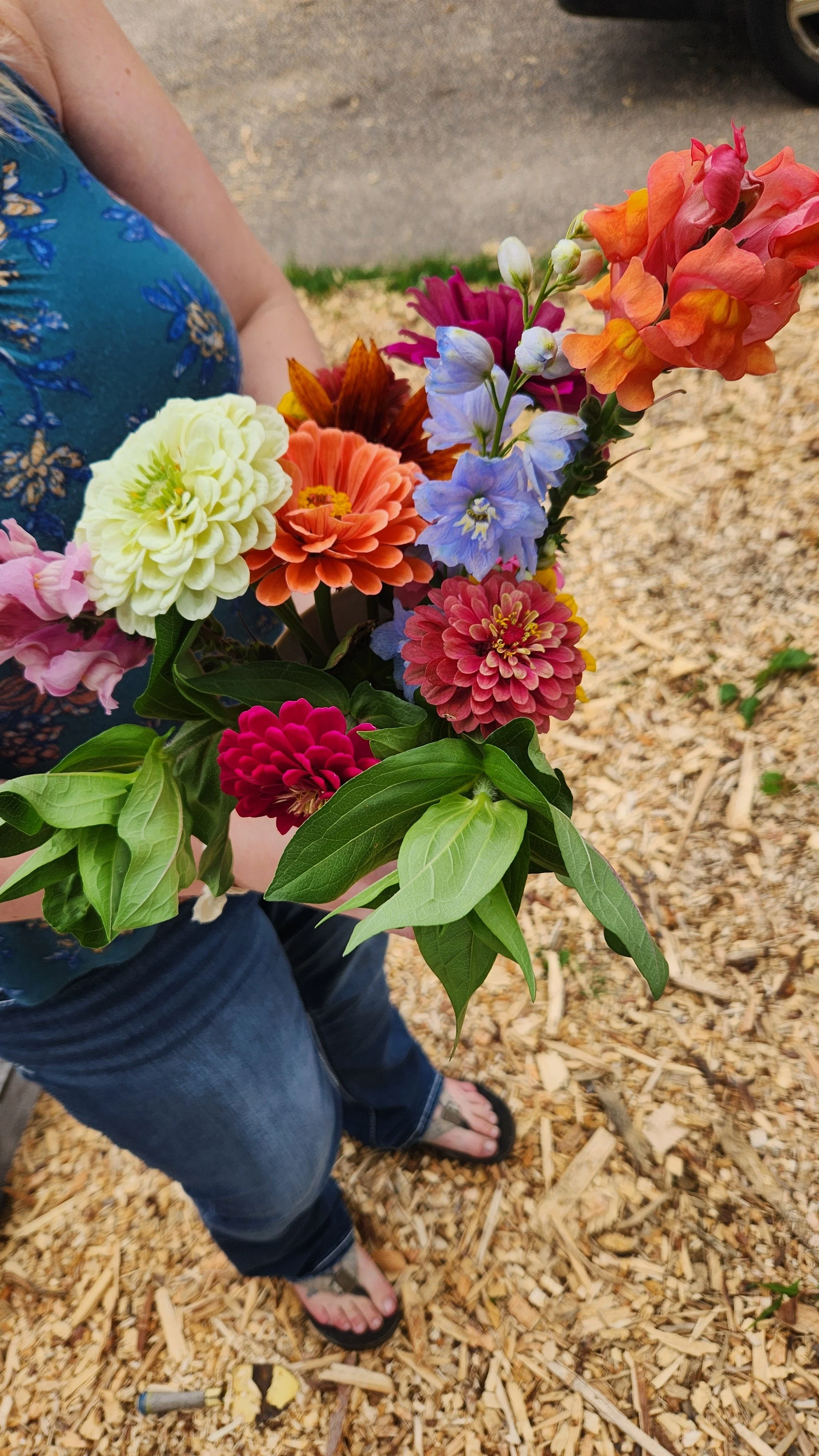 Person holding a colorful bouquet of various flowers, standing on a woodchip-covered ground, wearing jeans and flip-flops.  from a you-pick or u-pick flower farm in east central minnesota