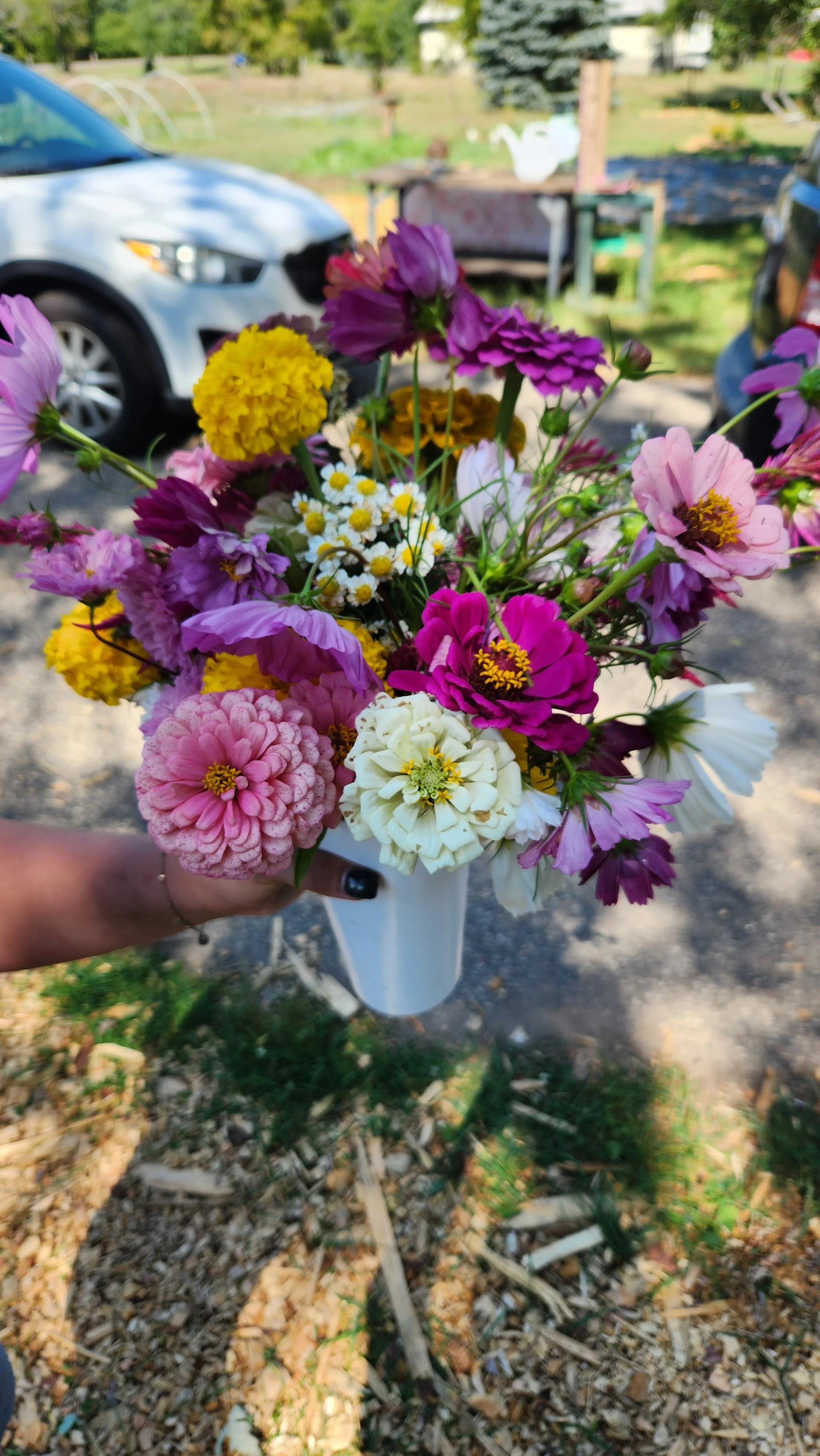 A hand holding a white flower bouquet with pink, purple, yellow, and white flowers, in a white cup, outdoors.  from a you-pick or u-pick flower farm in east central minnesota