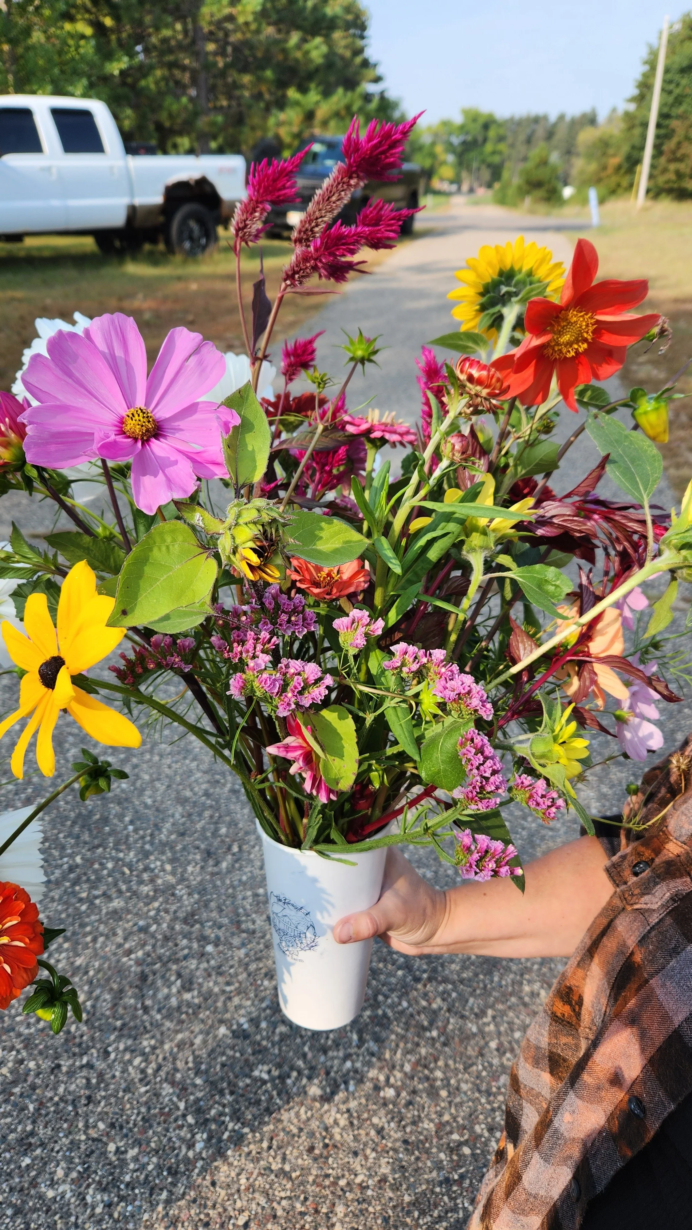 A person is holding a white cup filled with a colorful bouquet of flowers, including pink, yellow, orange, and purple blossoms, against a background of a rural road with trees and parked cars.  from a you-pick or u-pick flower farm in east central mn