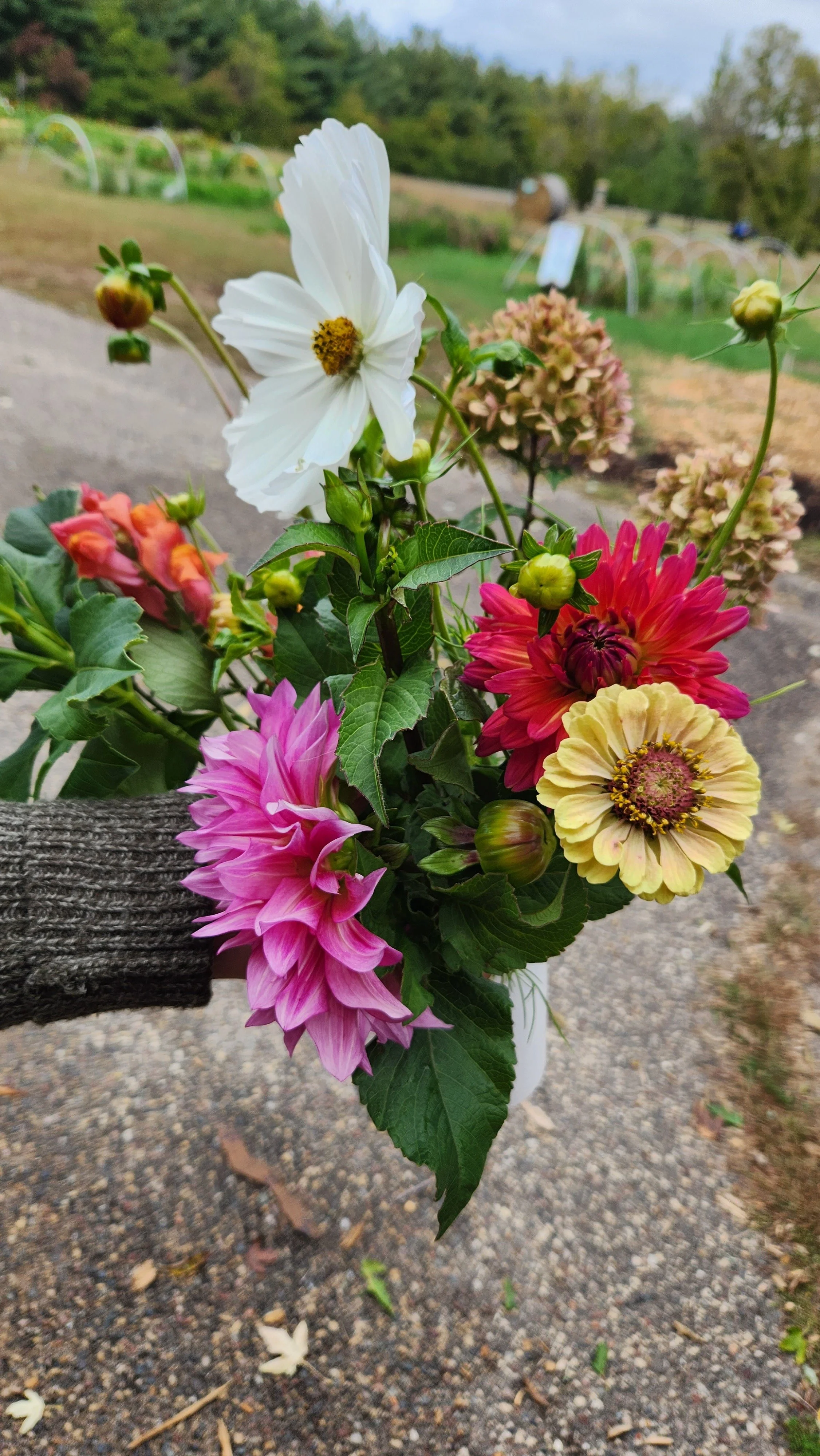 A person holding a bouquet of mixed colorful flowers including a white flower, pink and yellow dahlias, and other blooms, with a garden and trees in the background.  from a you-pick or u-pick flower farm in east central minnesota