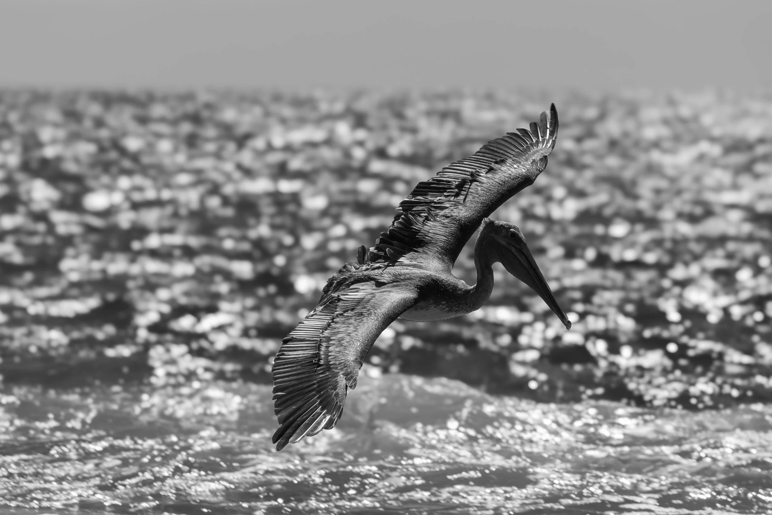 A pelican flying over water with a blurred ocean waters  in the background in black and white, in Cabo San Lucas, Mexico.