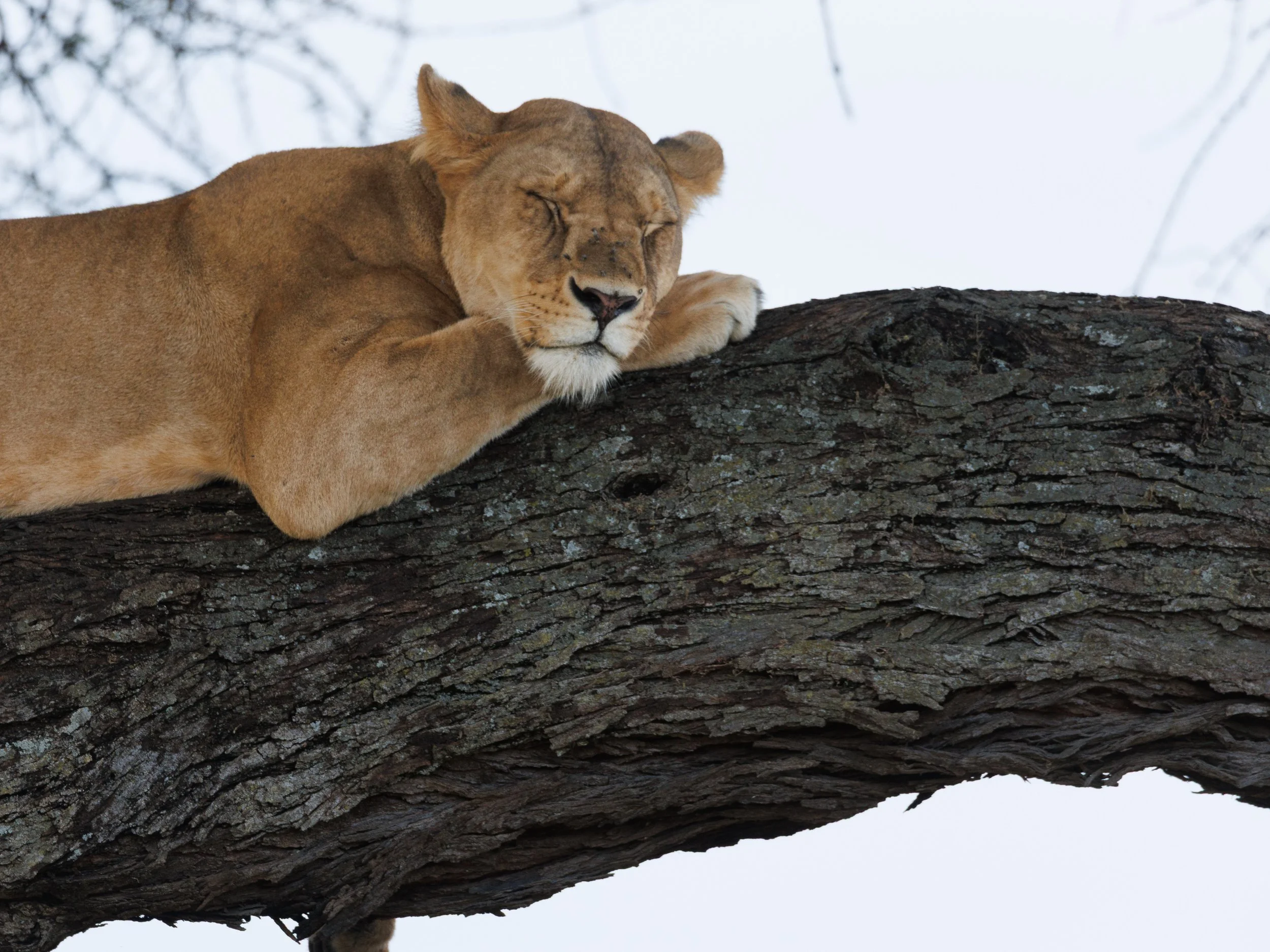 African Wildlife-15.jpg