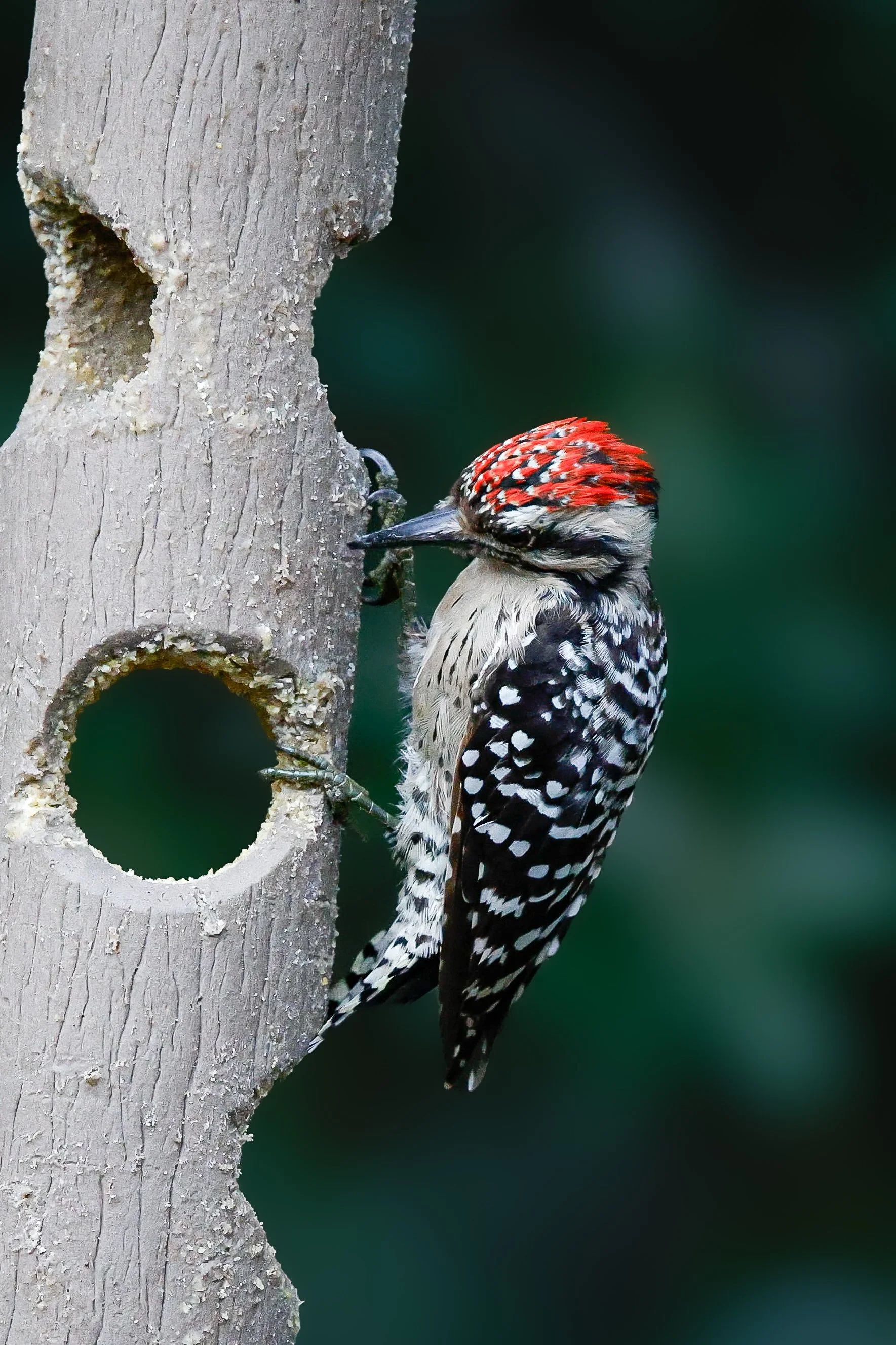 A Ladder Backed woodpecker with red and black  spotted feathers pecking at a feeder in Arizona.