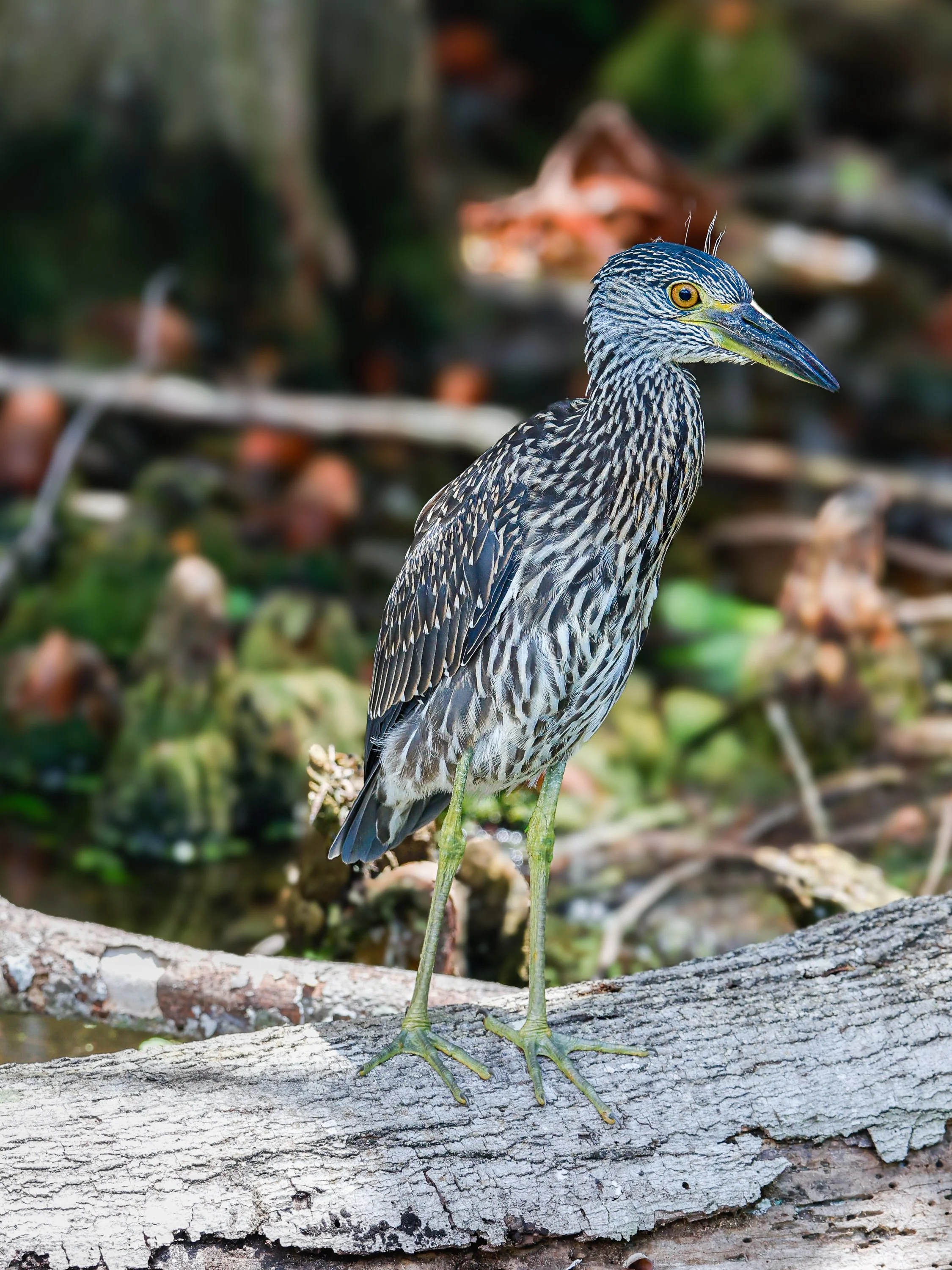 birds1-7.jpg