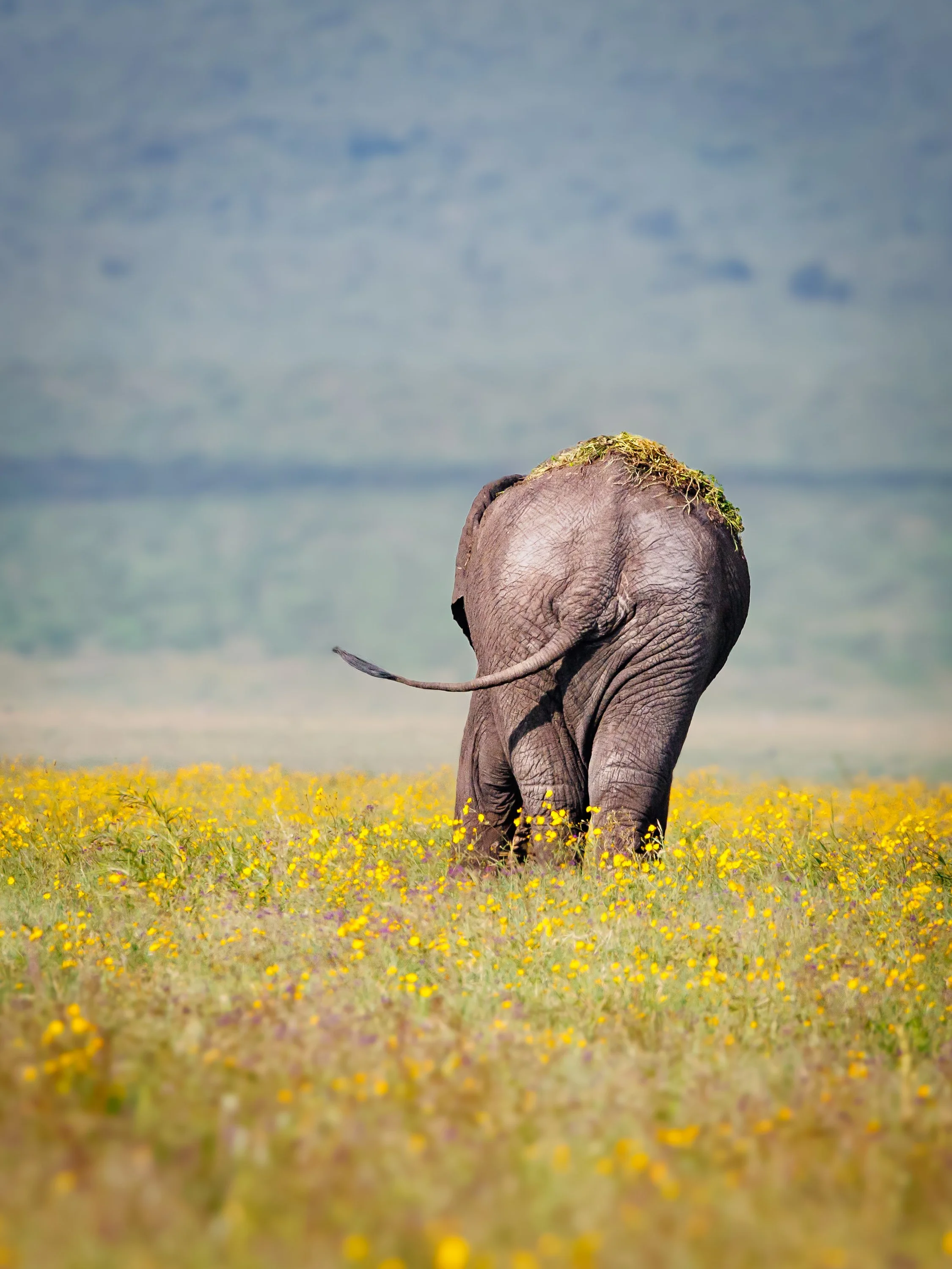 African Wildlife-3.jpg