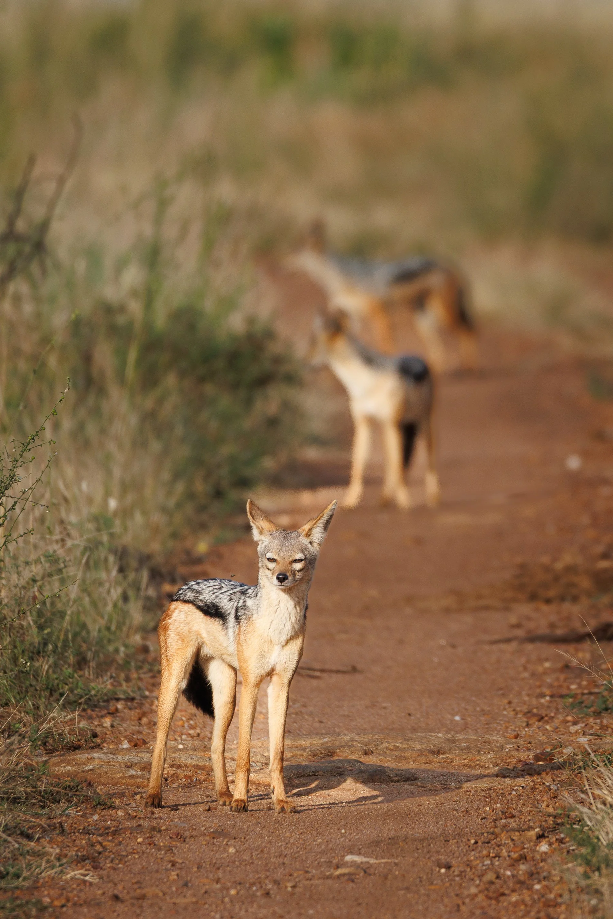 African Wildlife 2-3.jpg