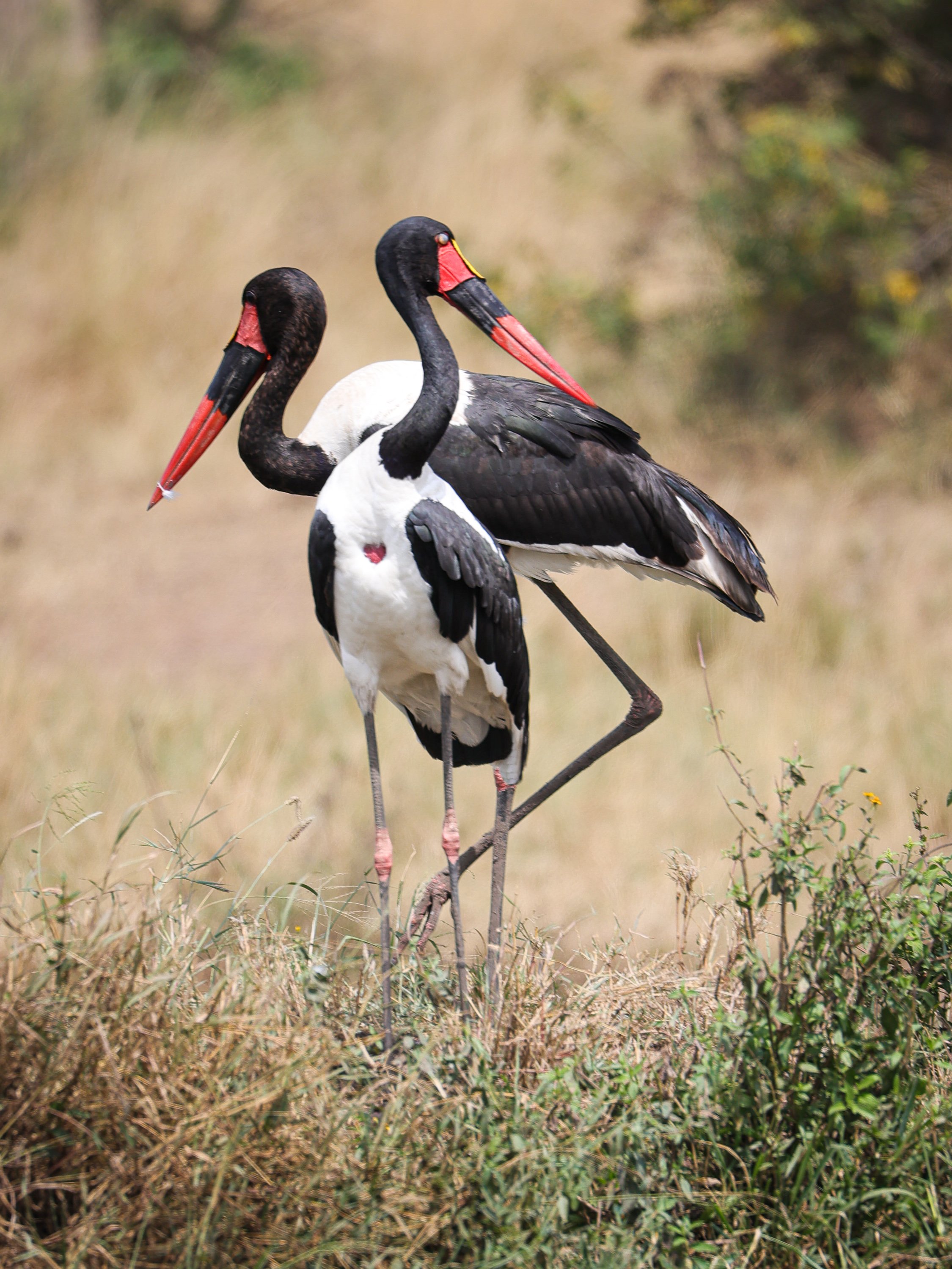 African Wildlife 2-4.jpg