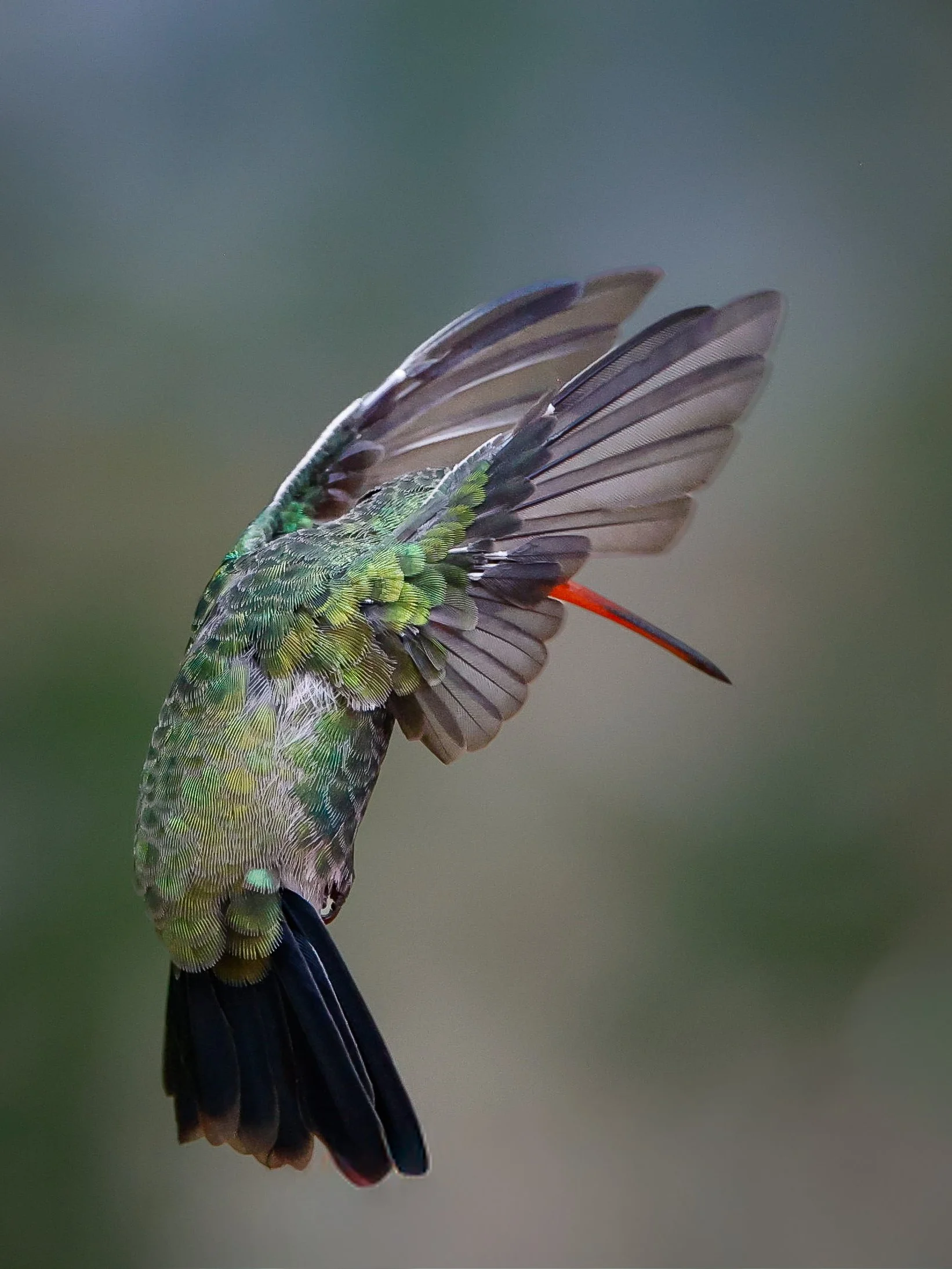 Close-up of a Broad Billed  hummingbird with vibrant  colored  feathers, with its tail slightly raised, showing its colorful tail feathers against a blurred green background.