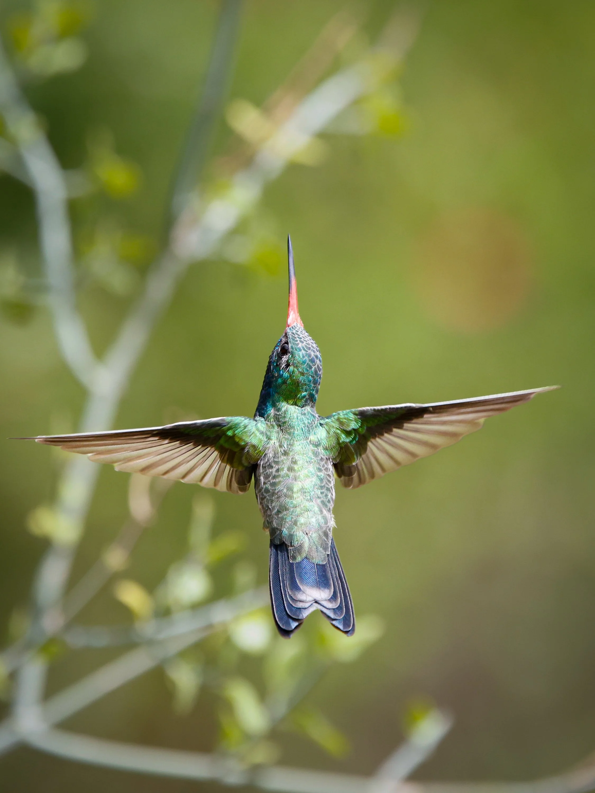 A colorful  Broad Billed hummingbird with iridescent green and blue feathers is hovering with wings outstretched and beak pointing upwards amidst green foliage. Arizona.