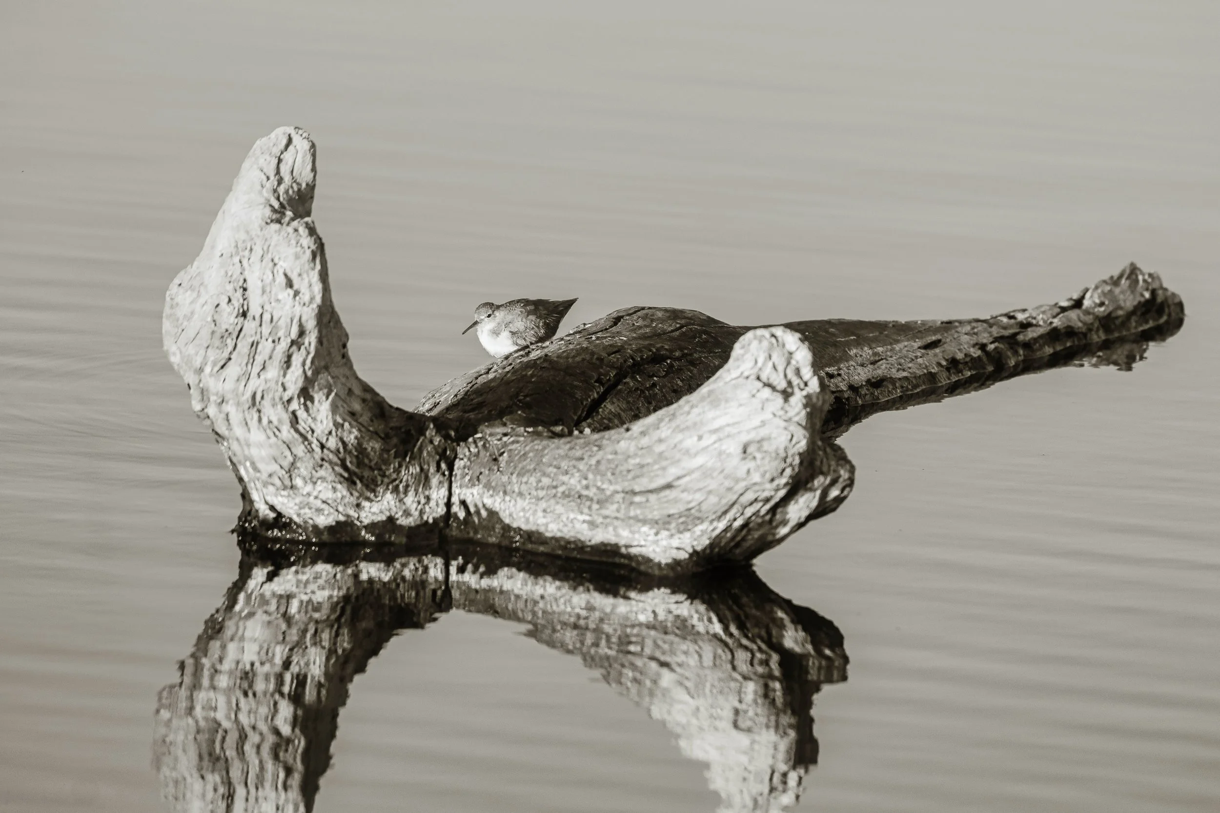 A small bird perched on a large piece of weathered driftwood floating on calm water, with faint reflections in black and white.