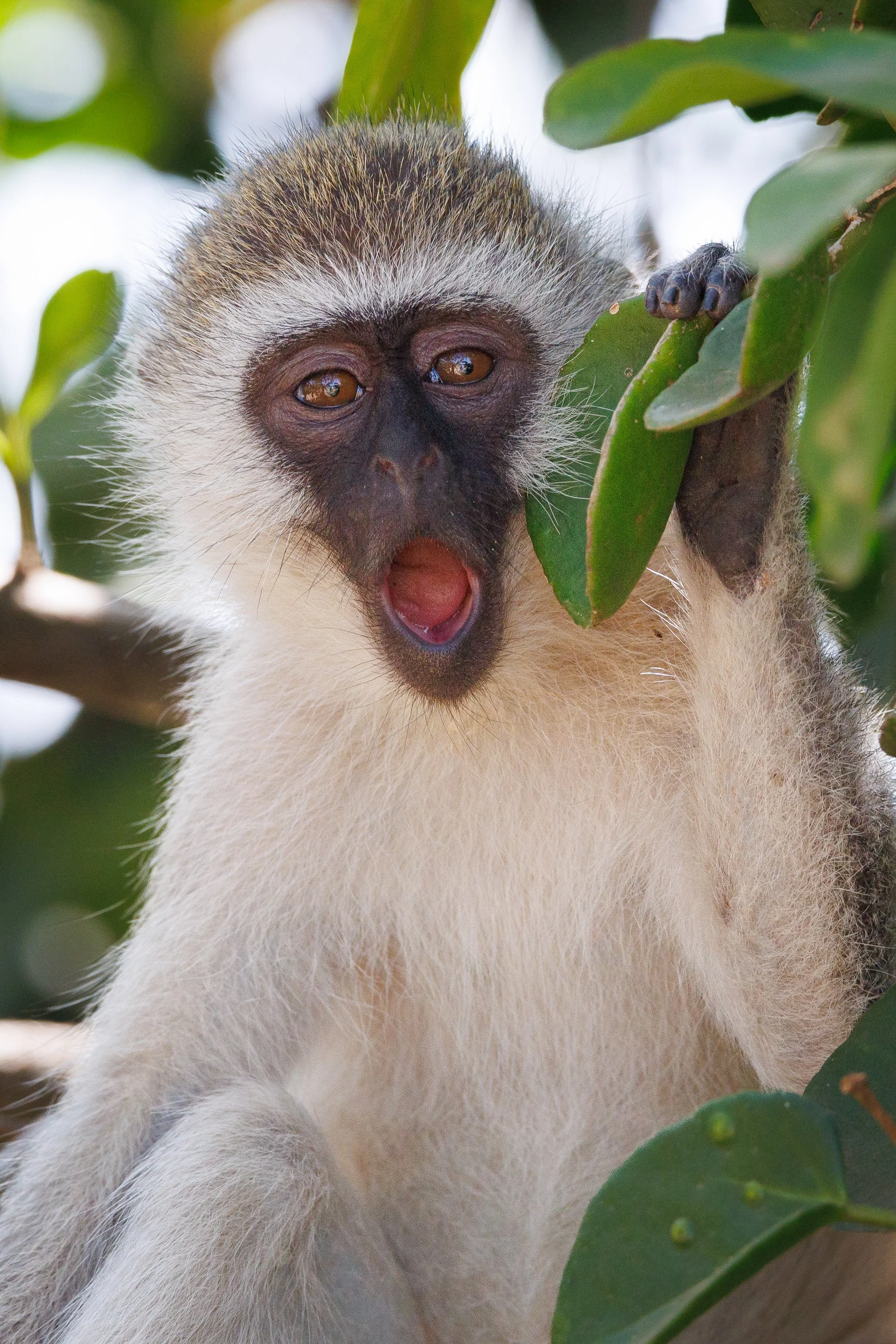 African Wildlife 2.jpg