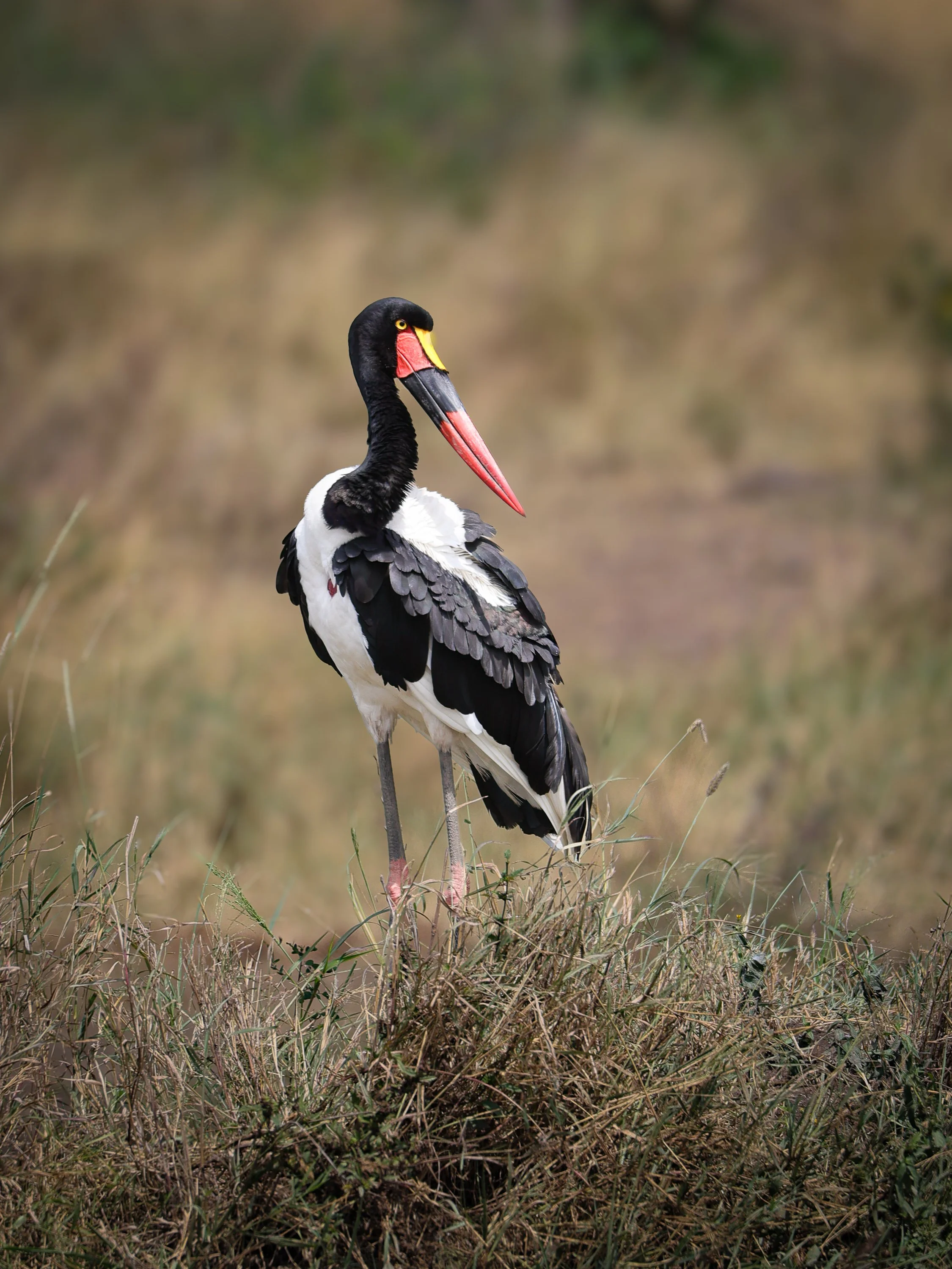 African Wildlife-2.jpg