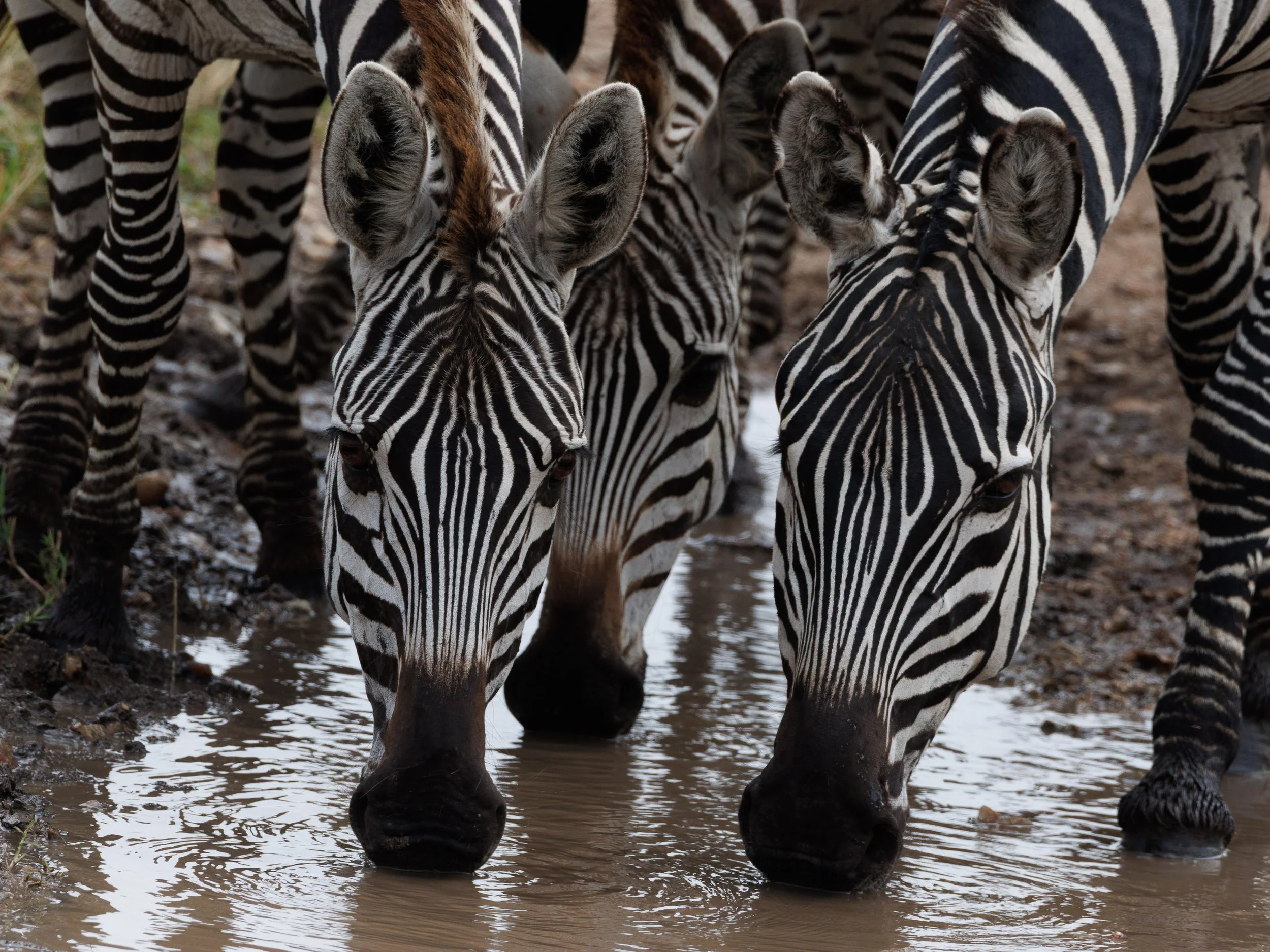 African Wildlife-11.jpg