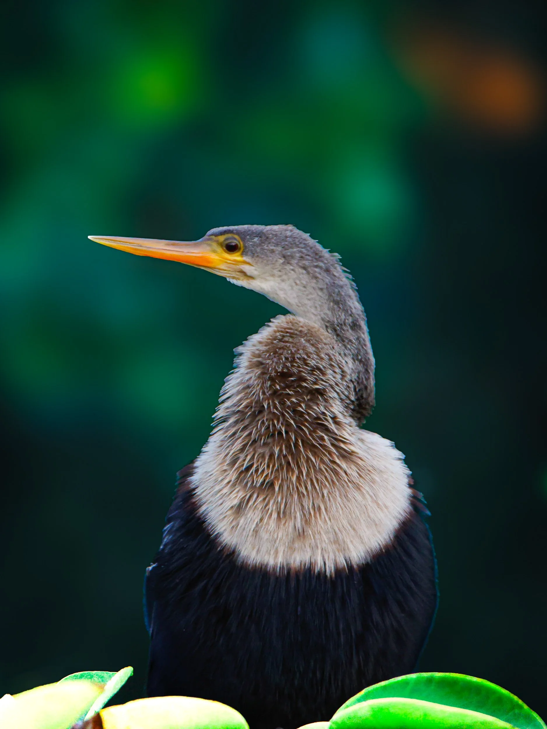 birds123.jpg