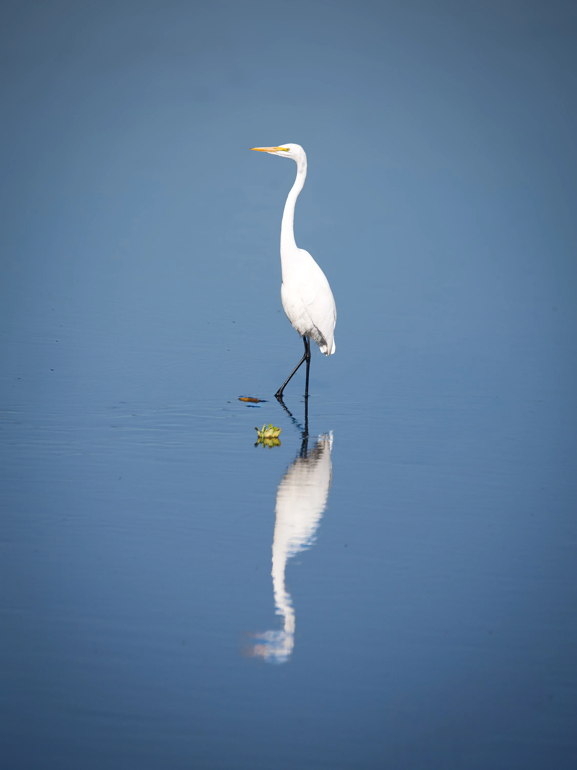 birds1.jpg